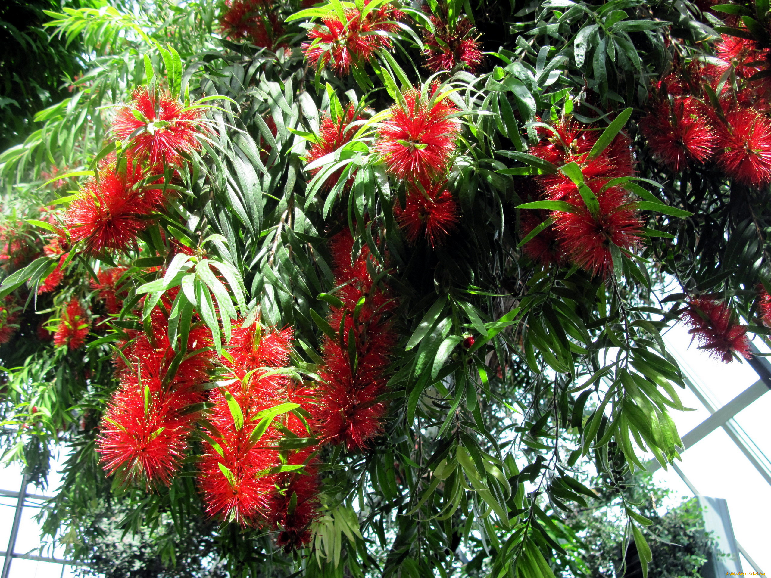 цветы, каллистемон, пушистый