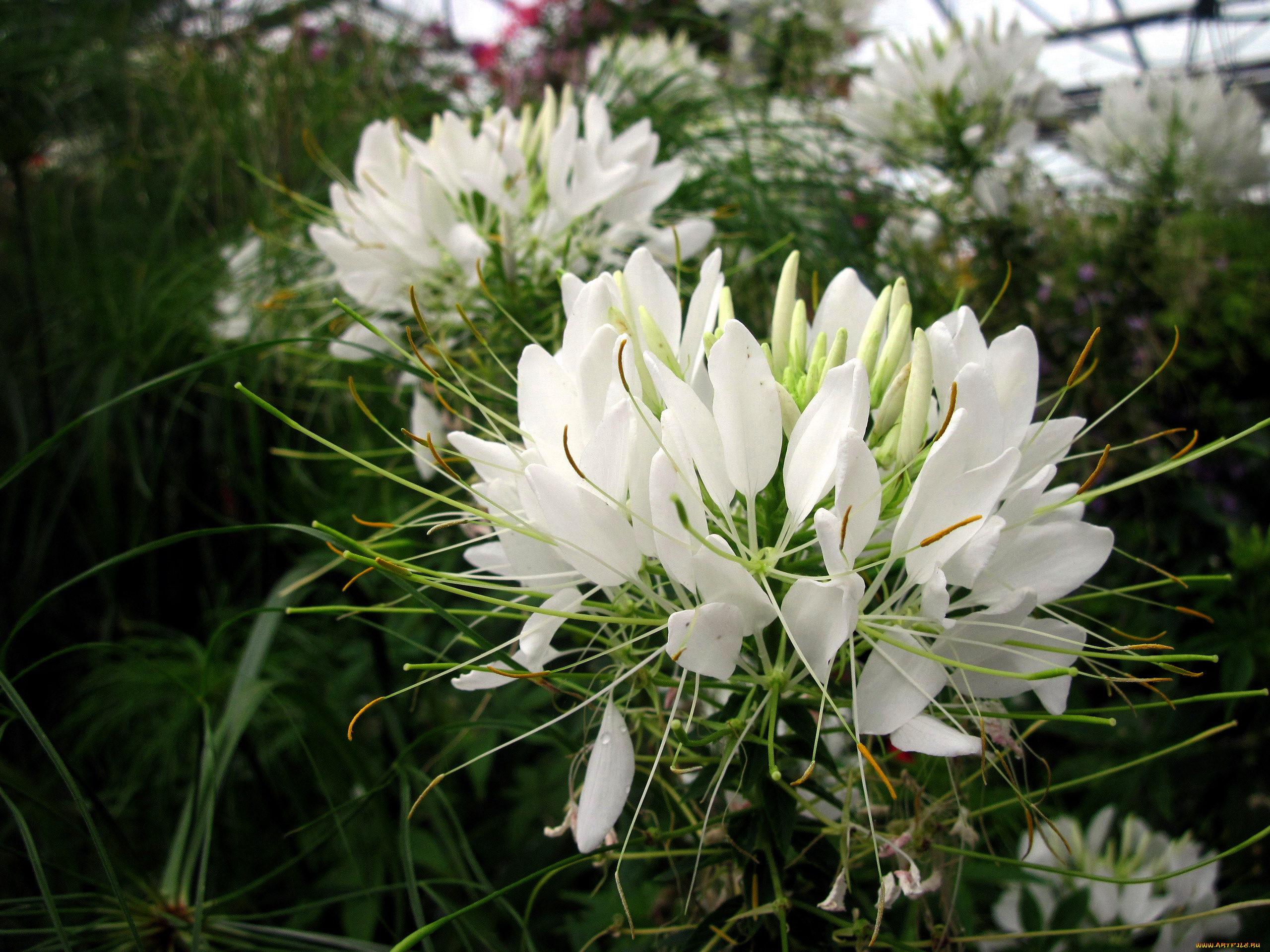 цветы, клеомы, белый