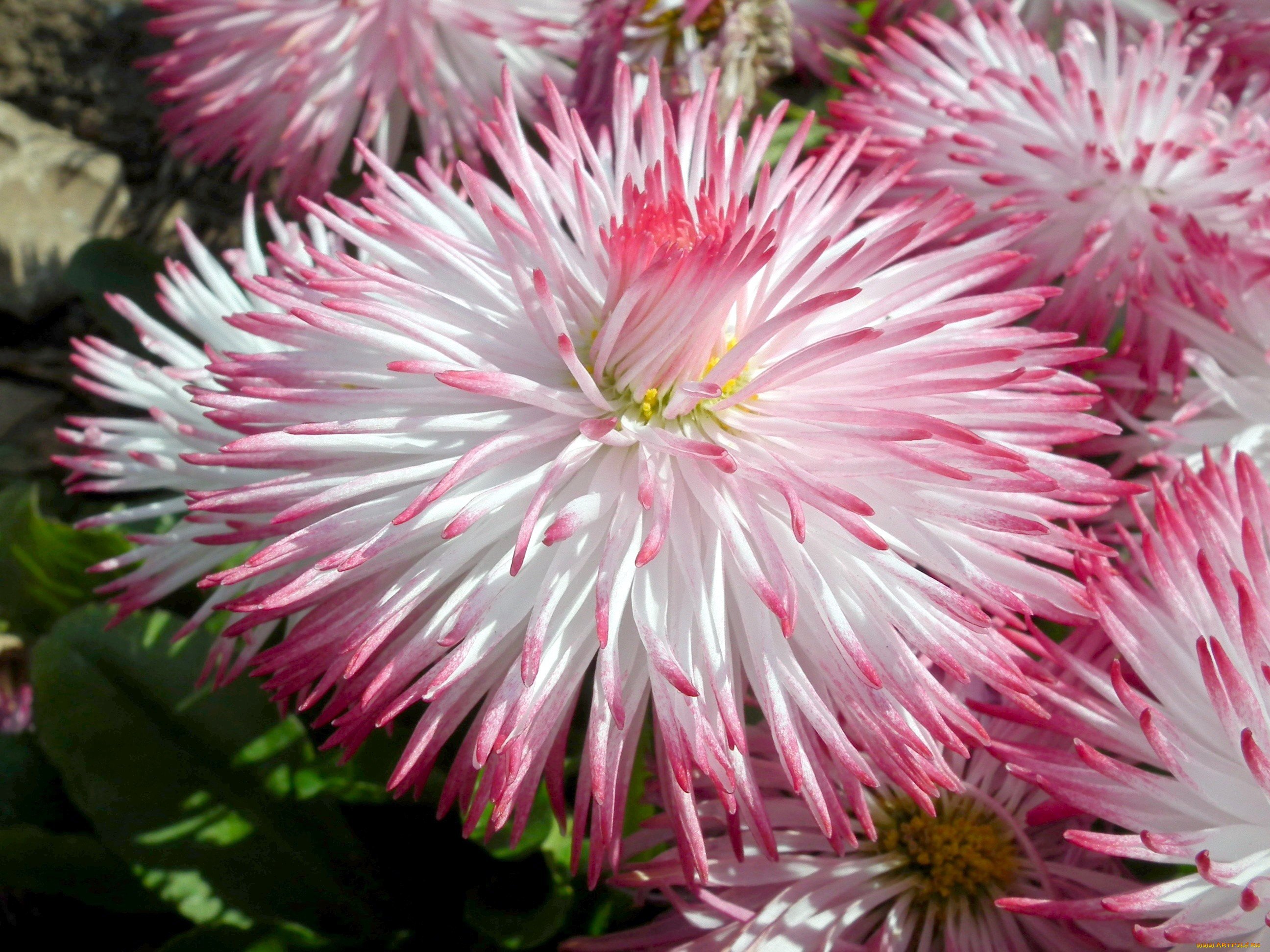 цветы, маргаритки, макро