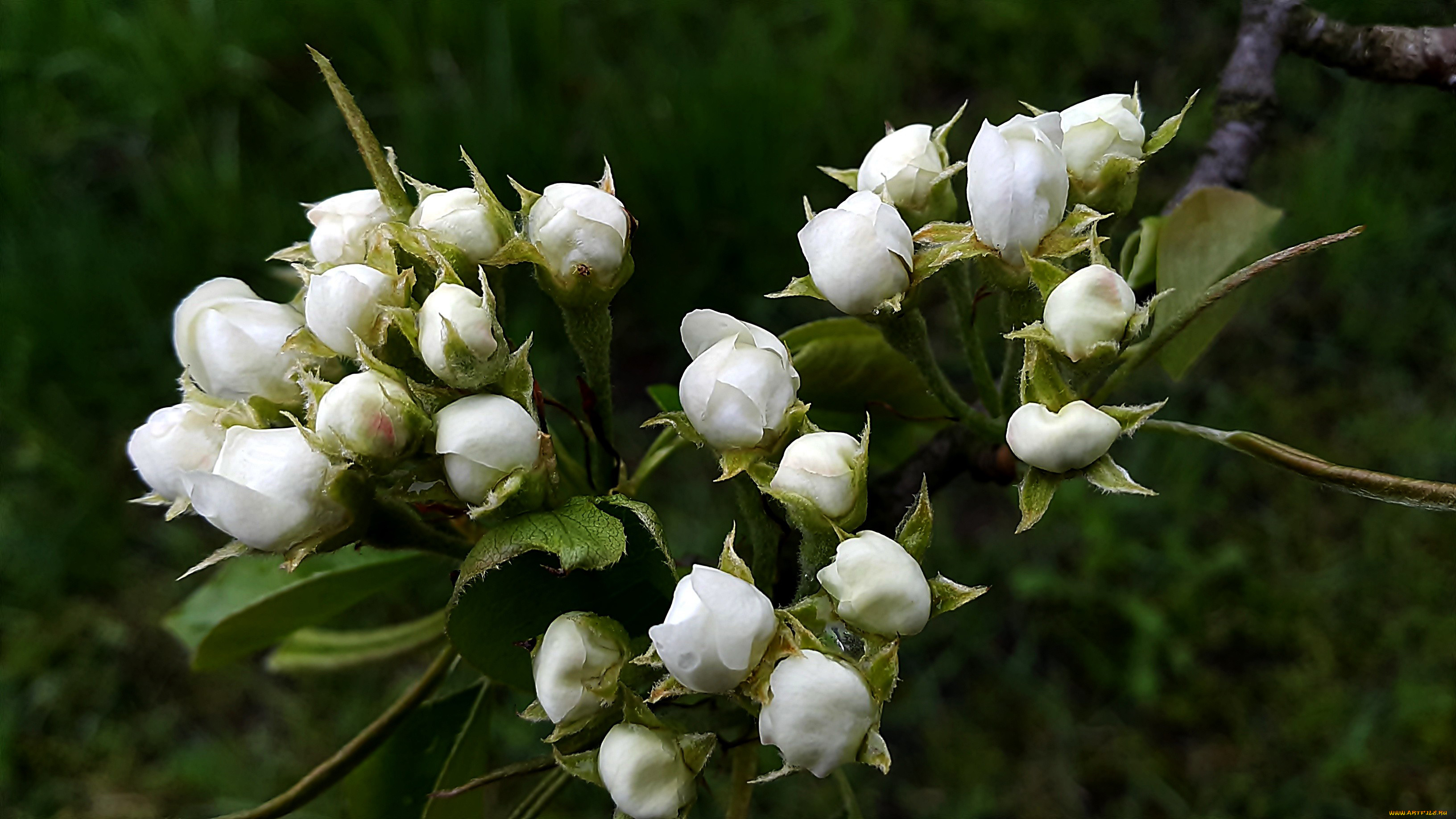 цветы, цветущие, деревья, , , кустарники, ветка, весна, бутоны