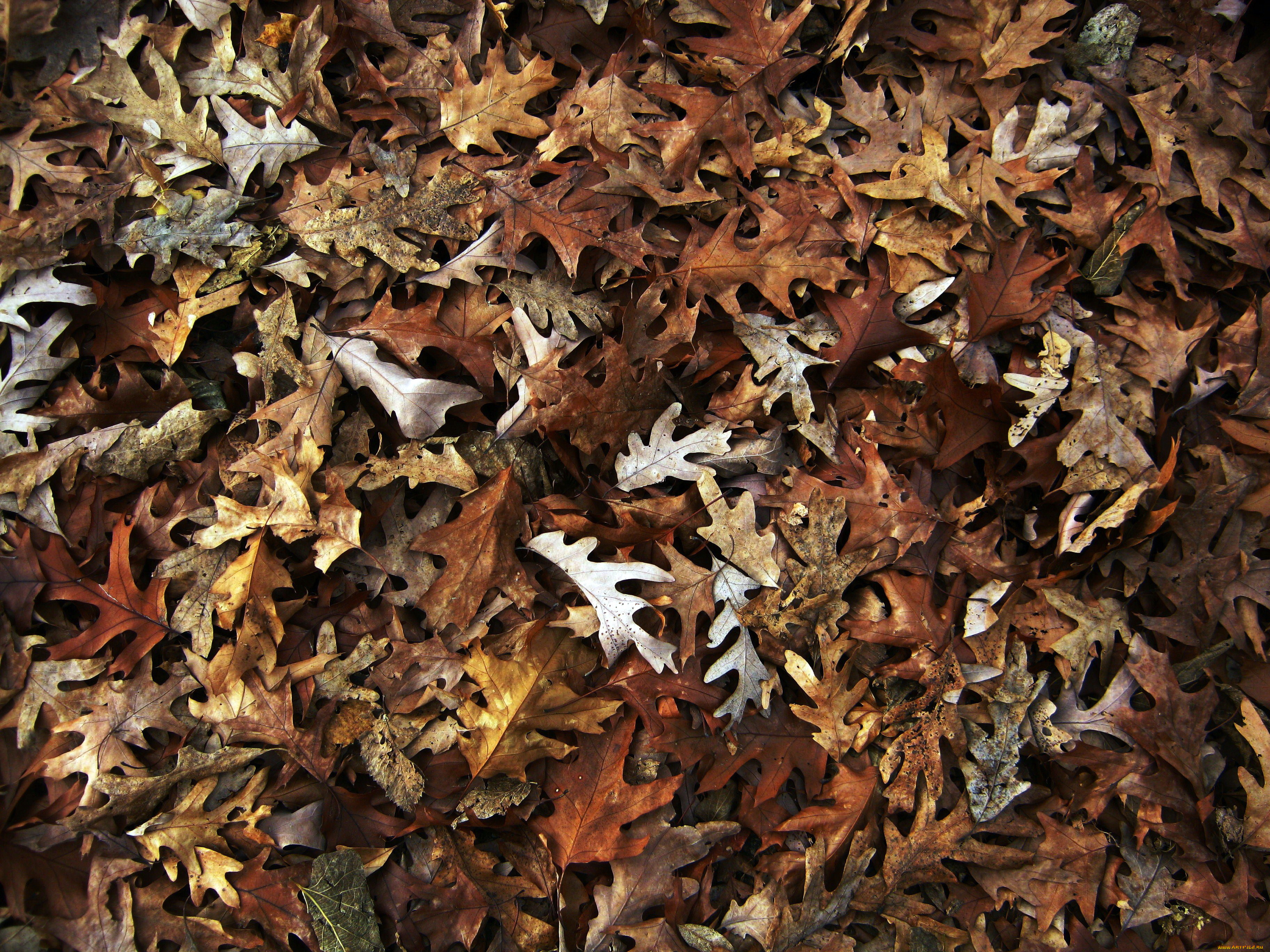 природа, листья, осень