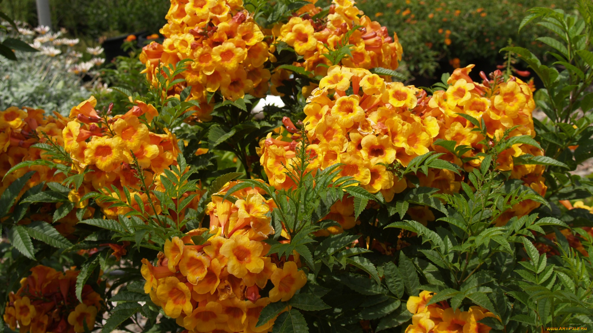 цветы, цветок