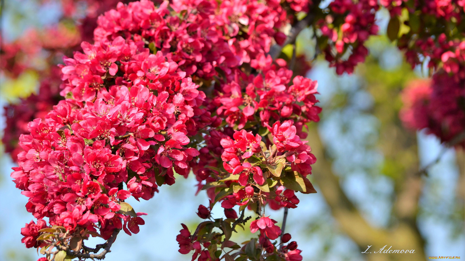 цветы, цветущие, деревья, , , кустарники, цветение, дерево, ветка