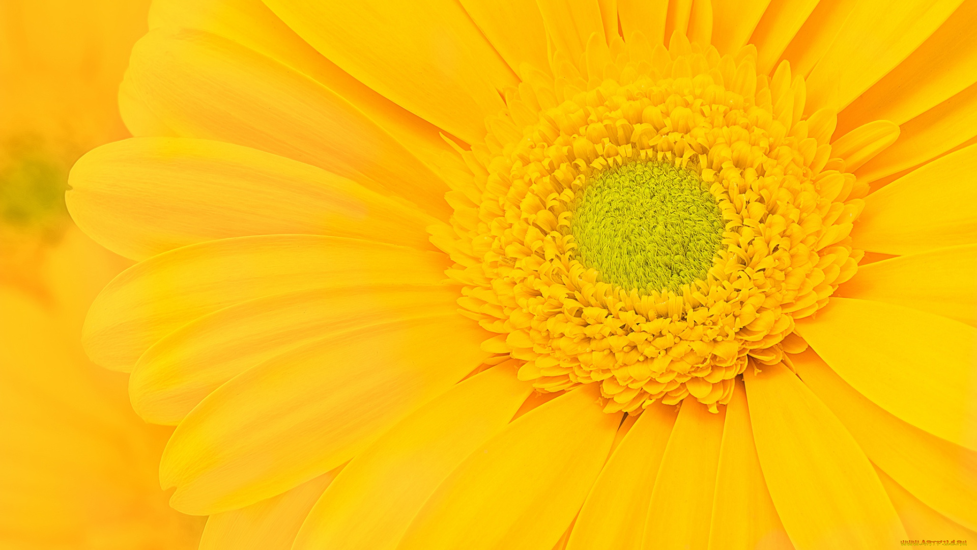 цветы, герберы, гербера, желтый, цветок