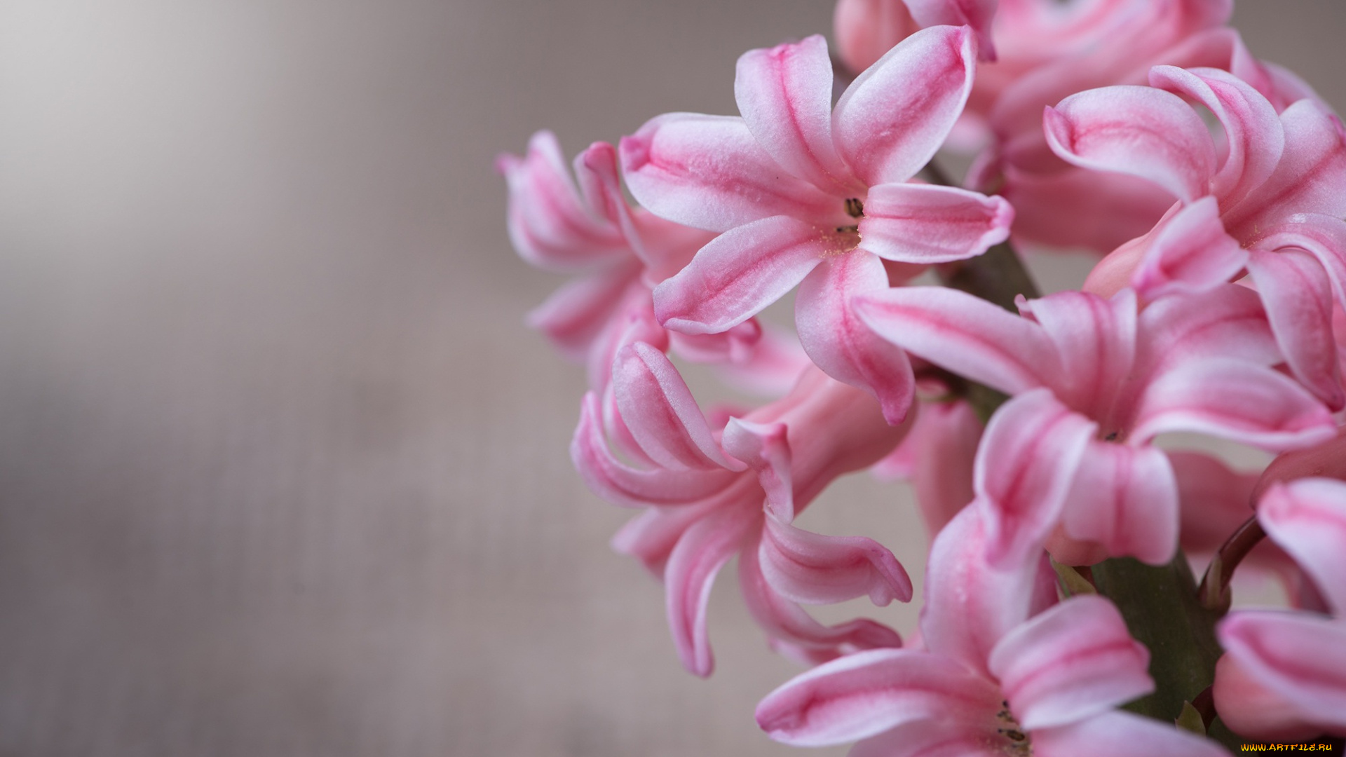 цветы, гиацинты, макро, лепестки, серый, крупный, план, фон