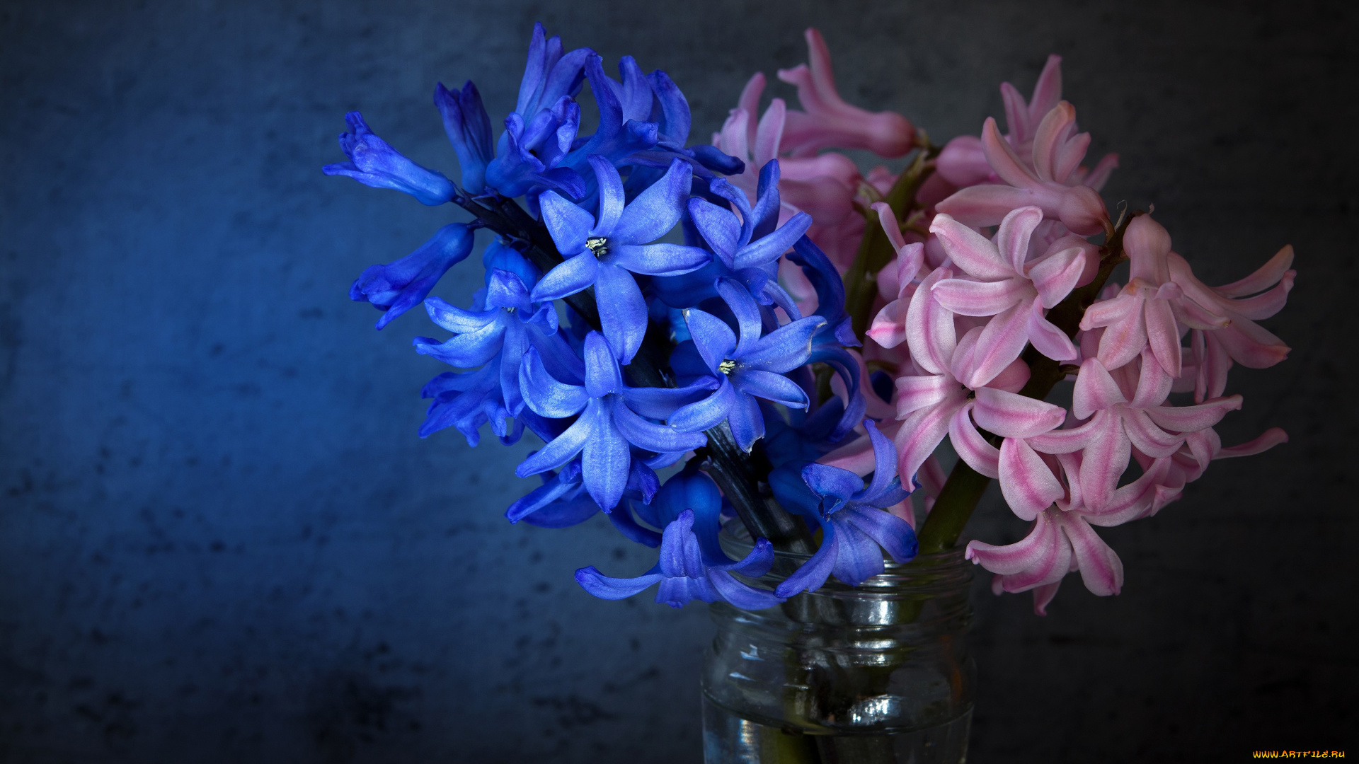цветы, глициния, фон, свет, синие, банка, букет, композиция, натюрморт, гиацинты, розовые, темный