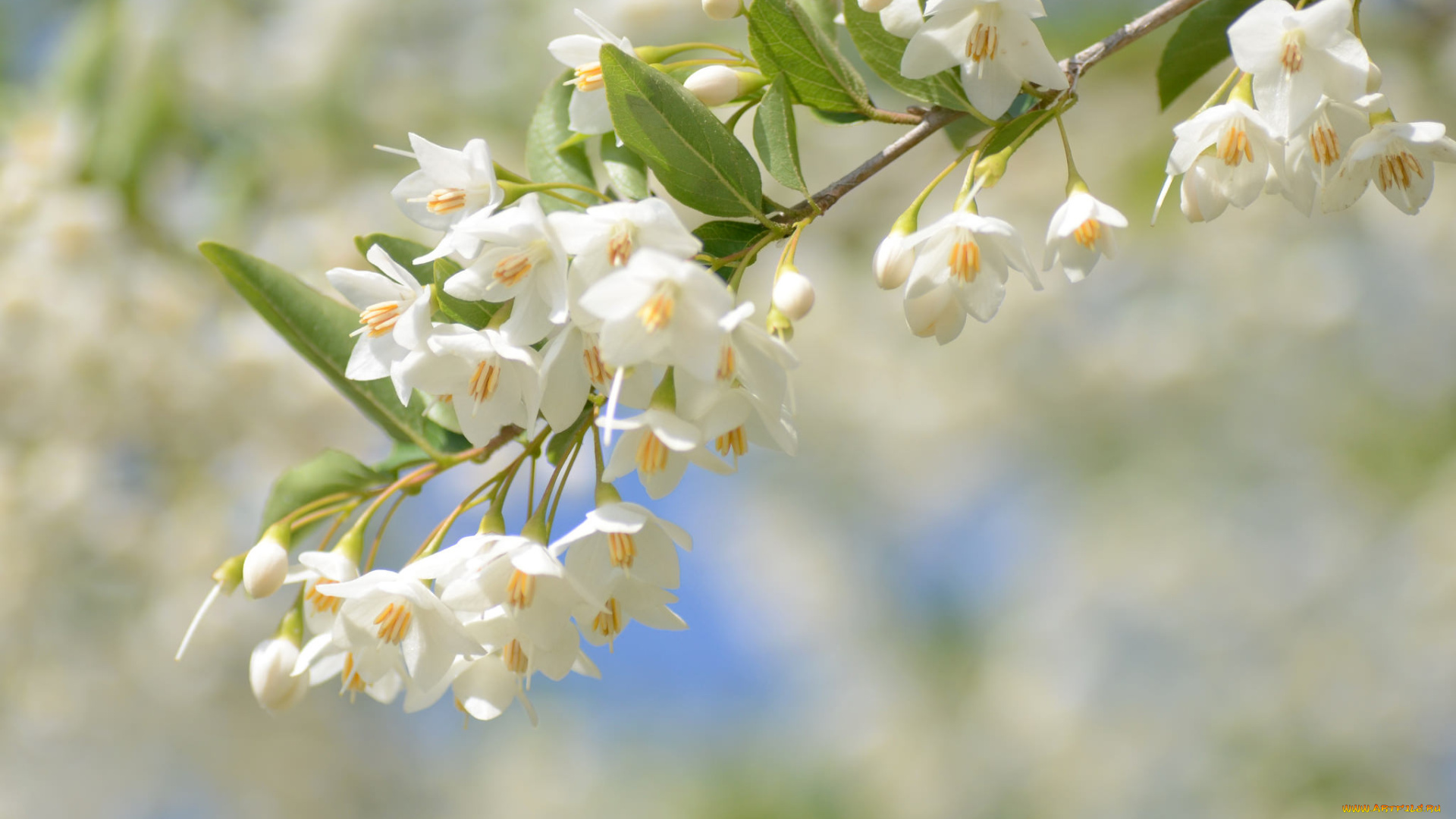 цветы, листья, цветение, ветка