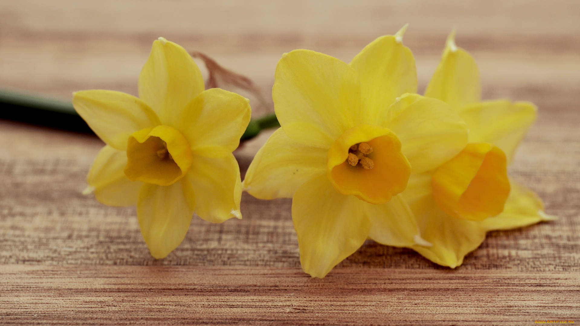 цветы, нарциссы, нарцисс