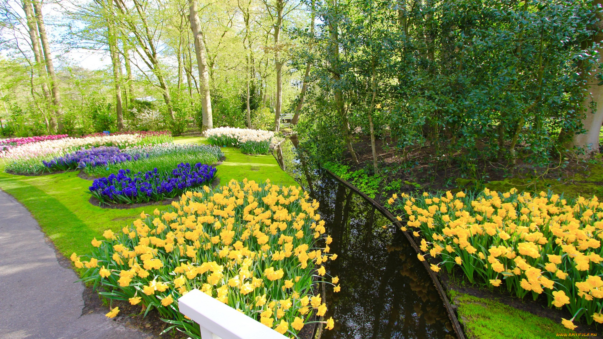 цветы, нарциссы, парк