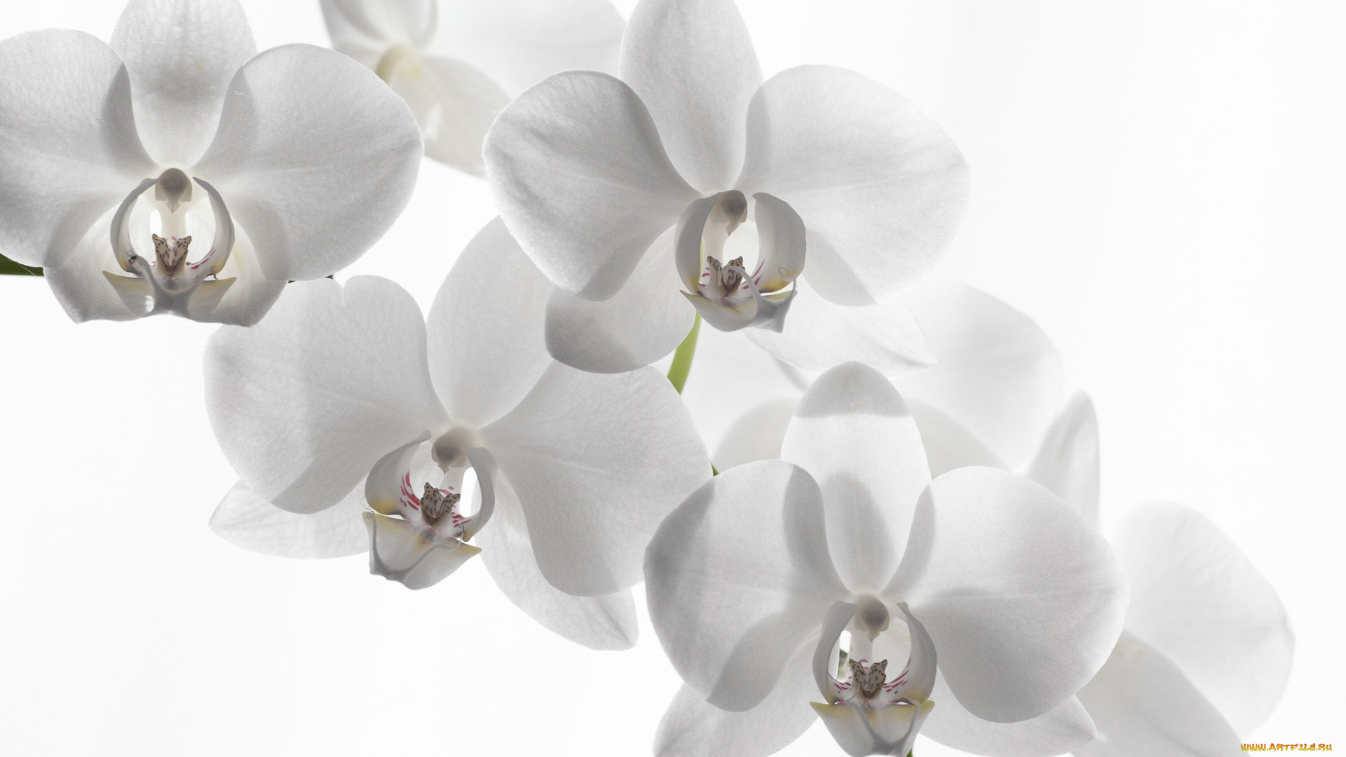 цветы, орхидеи, орхидея