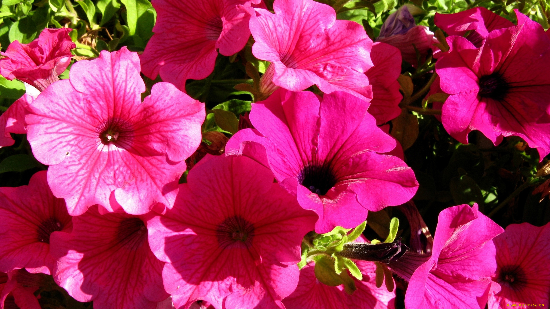 цветы, петунии, , калибрахоа, цветок