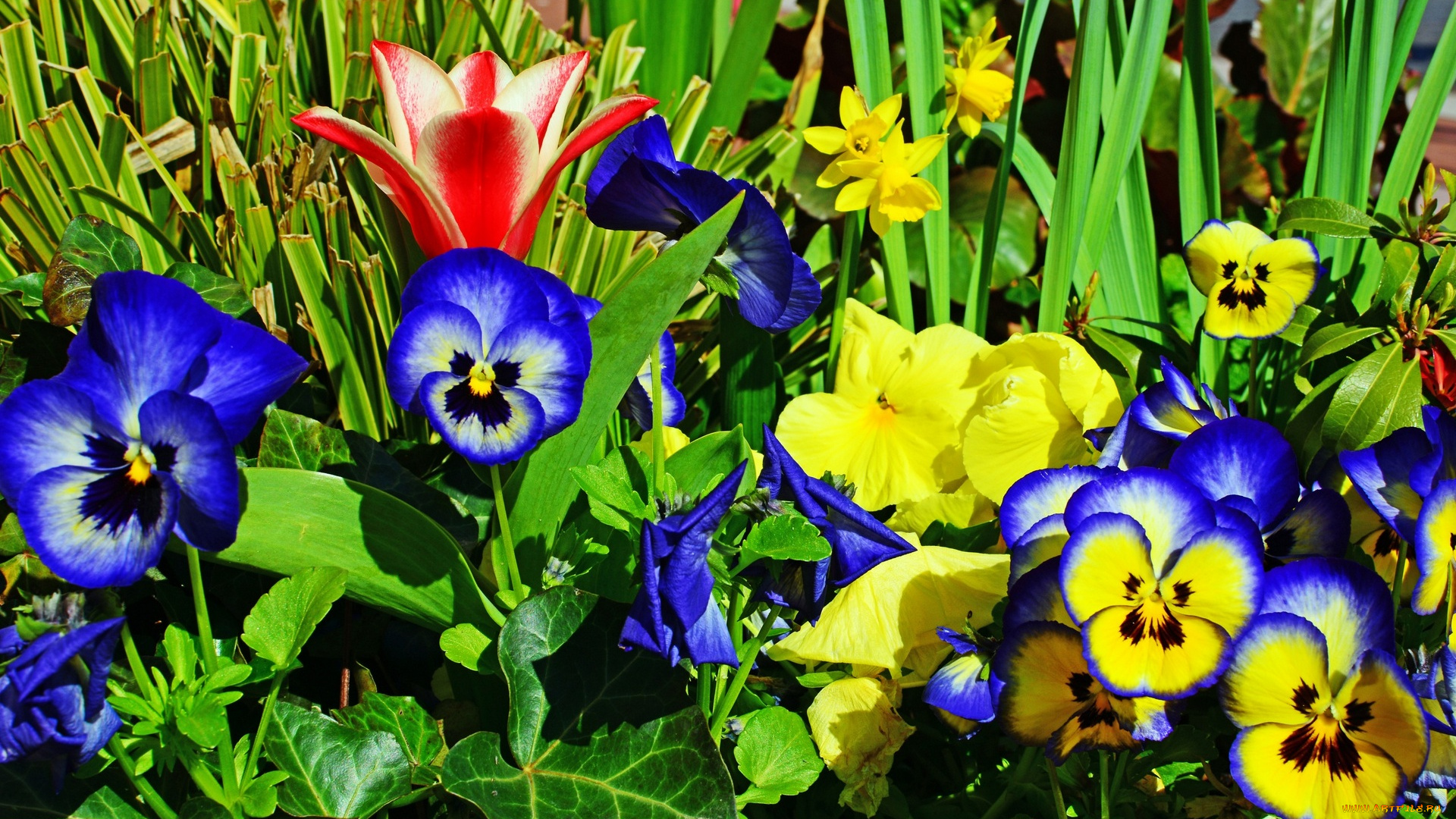 цветы, разные, вместе, цветок