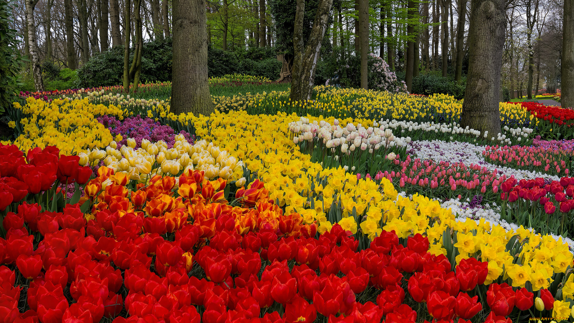 цветы, разные, вместе, парк, нарциссы, тюльпаны