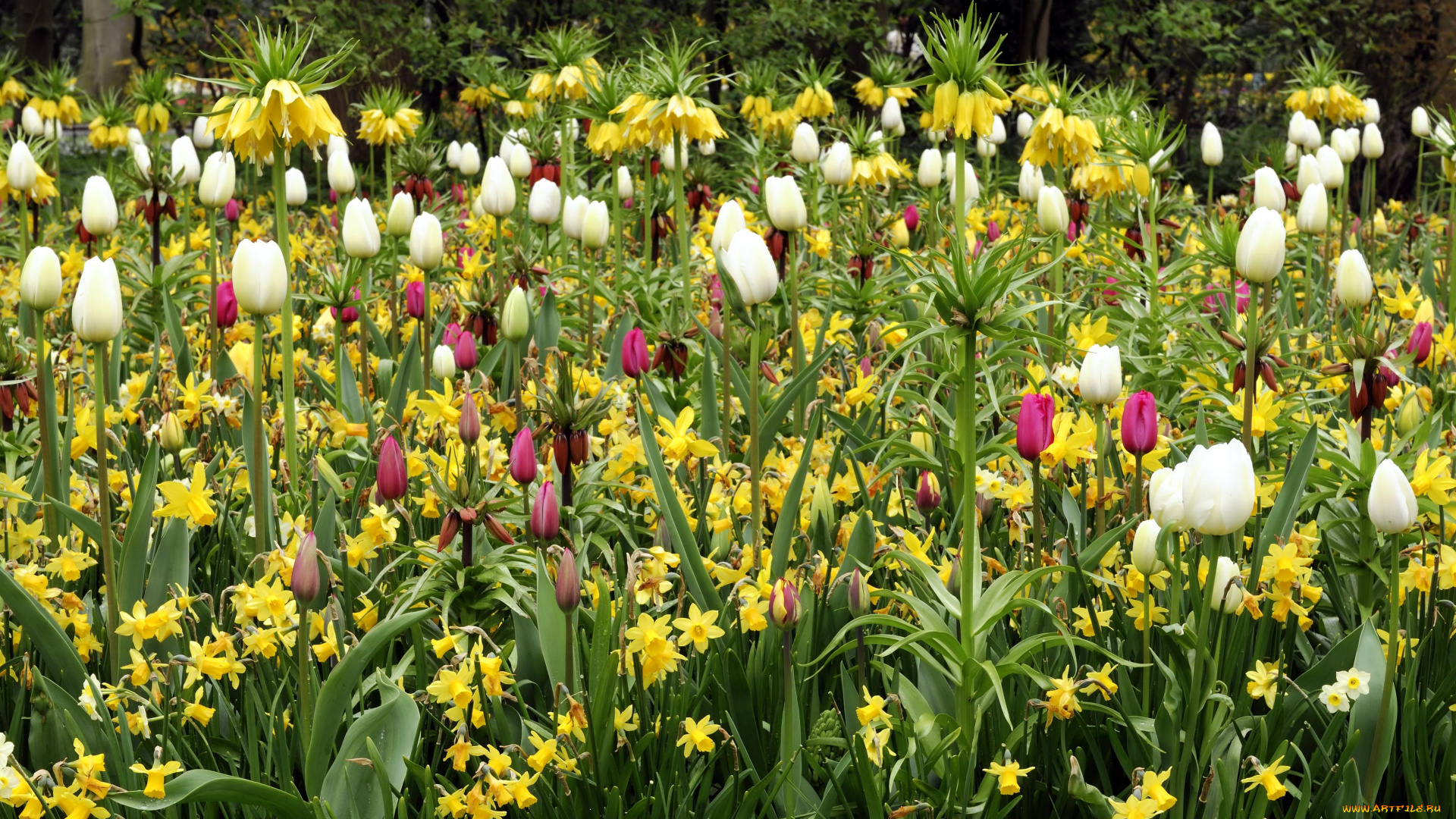 цветы, разные, вместе, тюльпаны, красные, белые, желтые, лилии, нарциссы