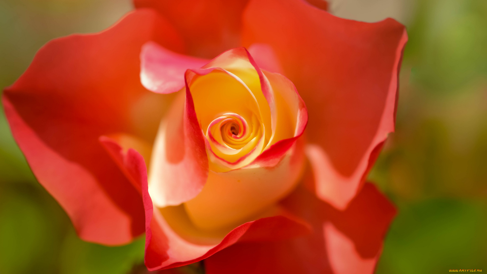 цветы, розы, цвет, лепестки, цветение, роза