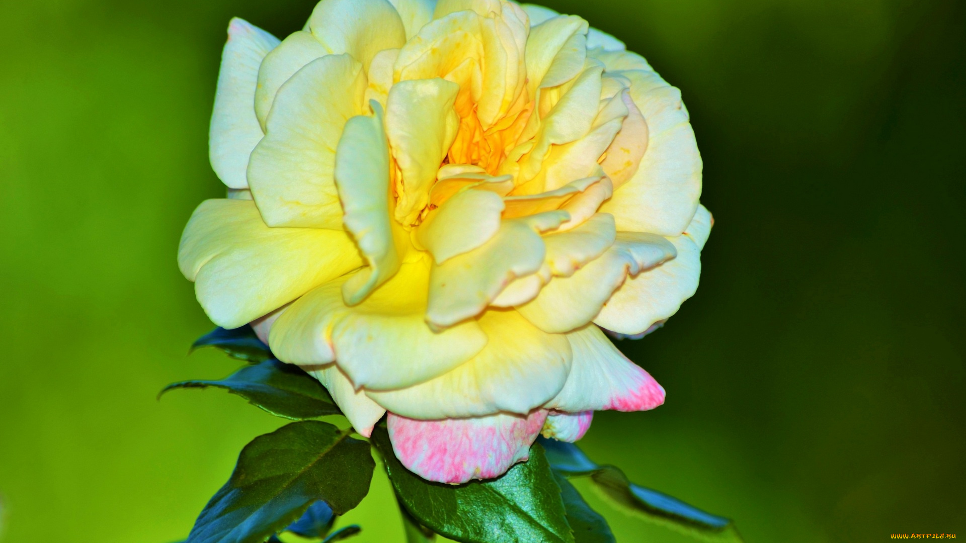 цветы, розы, цветок, белый