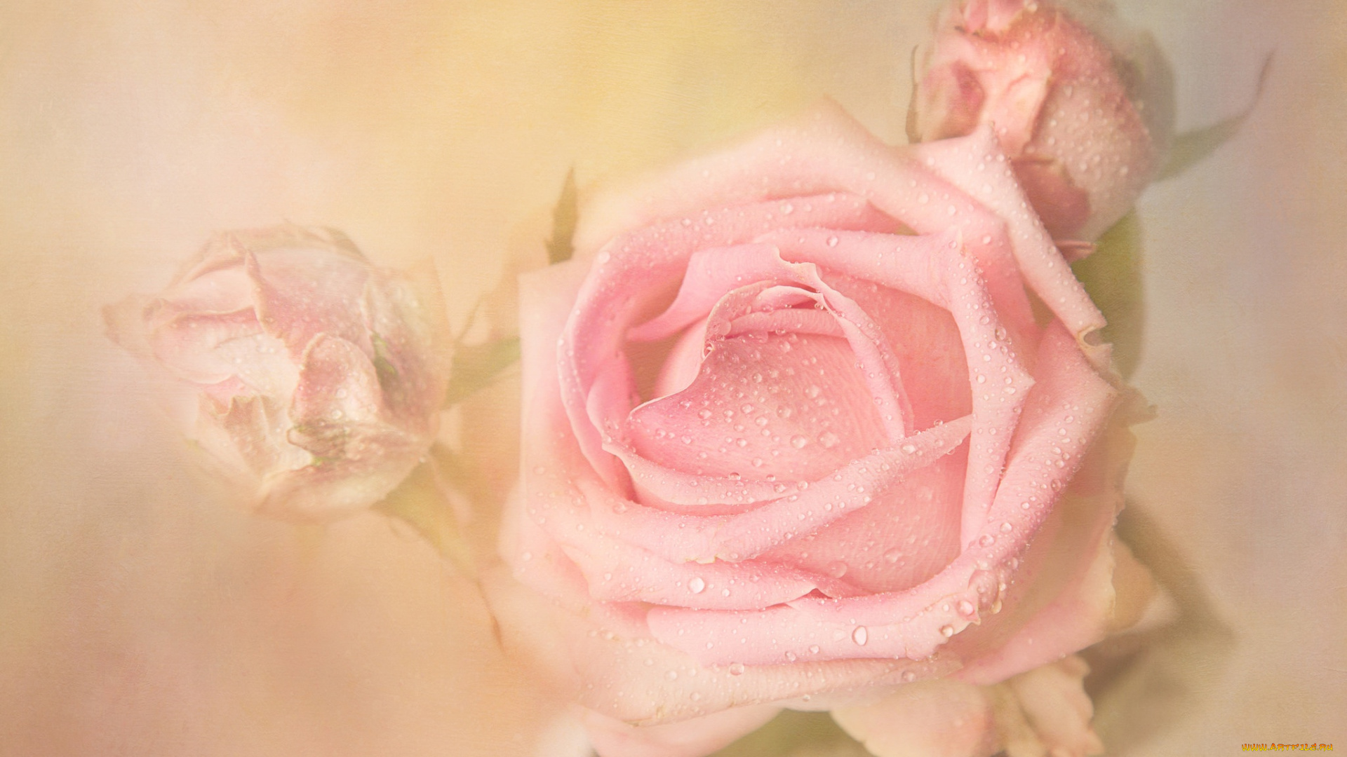 цветы, розы, дымка, роса, бутоны, капли, бутон, растворение, нежно, фон, светлый, пастельные, тона, художественная, обработка, роза