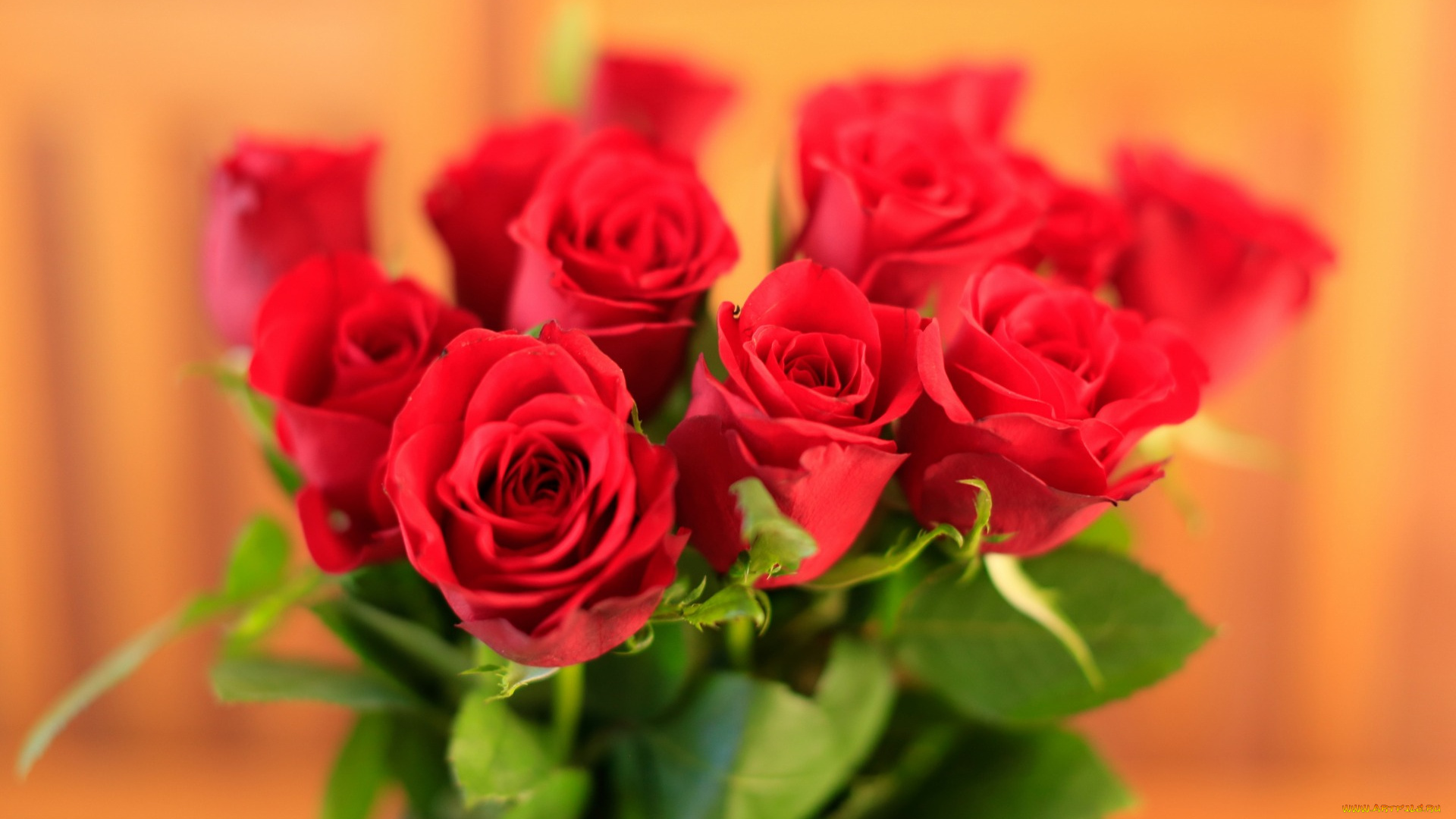 цветы, розы, широкоформатные, макро