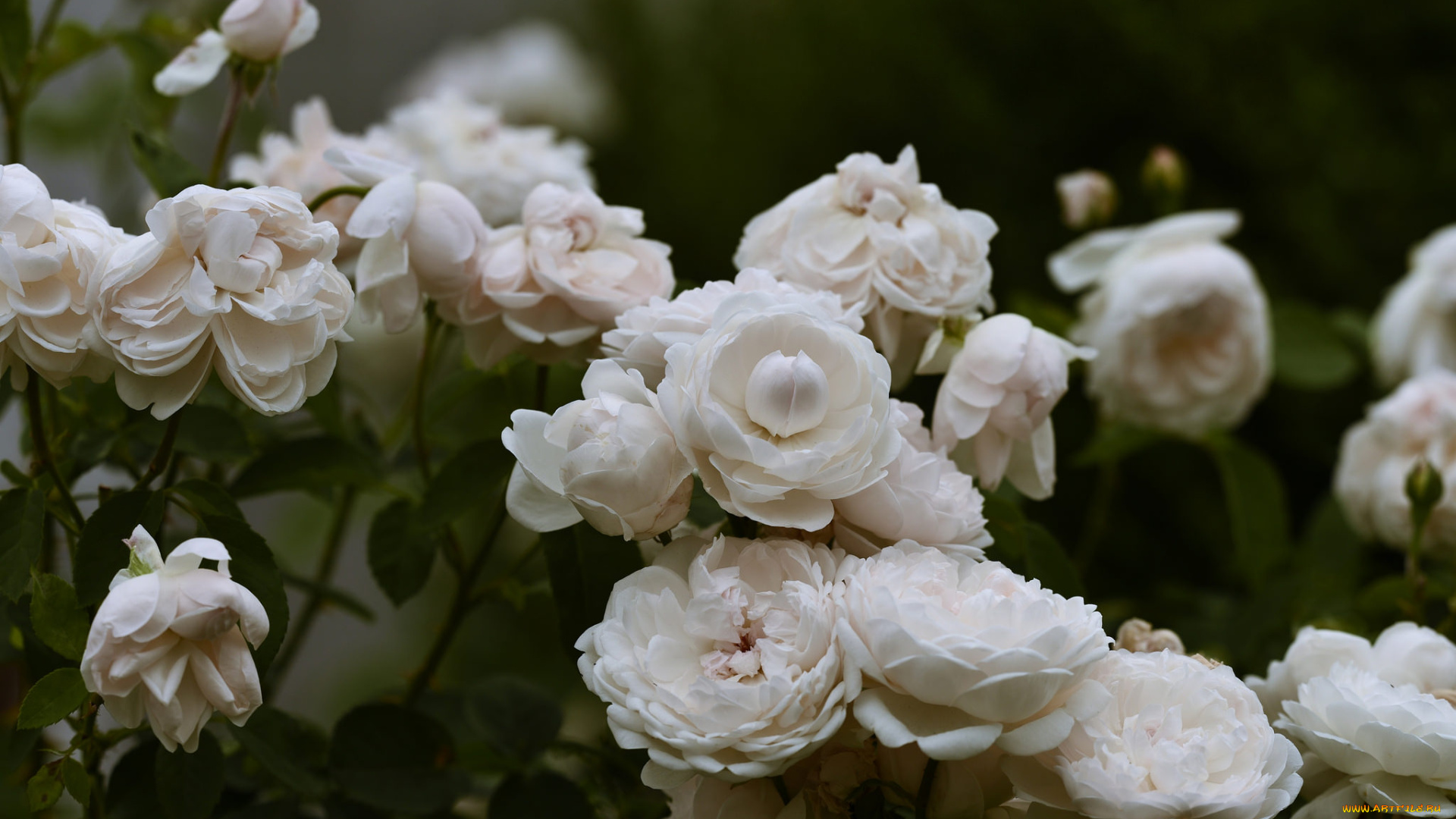 цветы, розы, широкоформатные, природа, макро