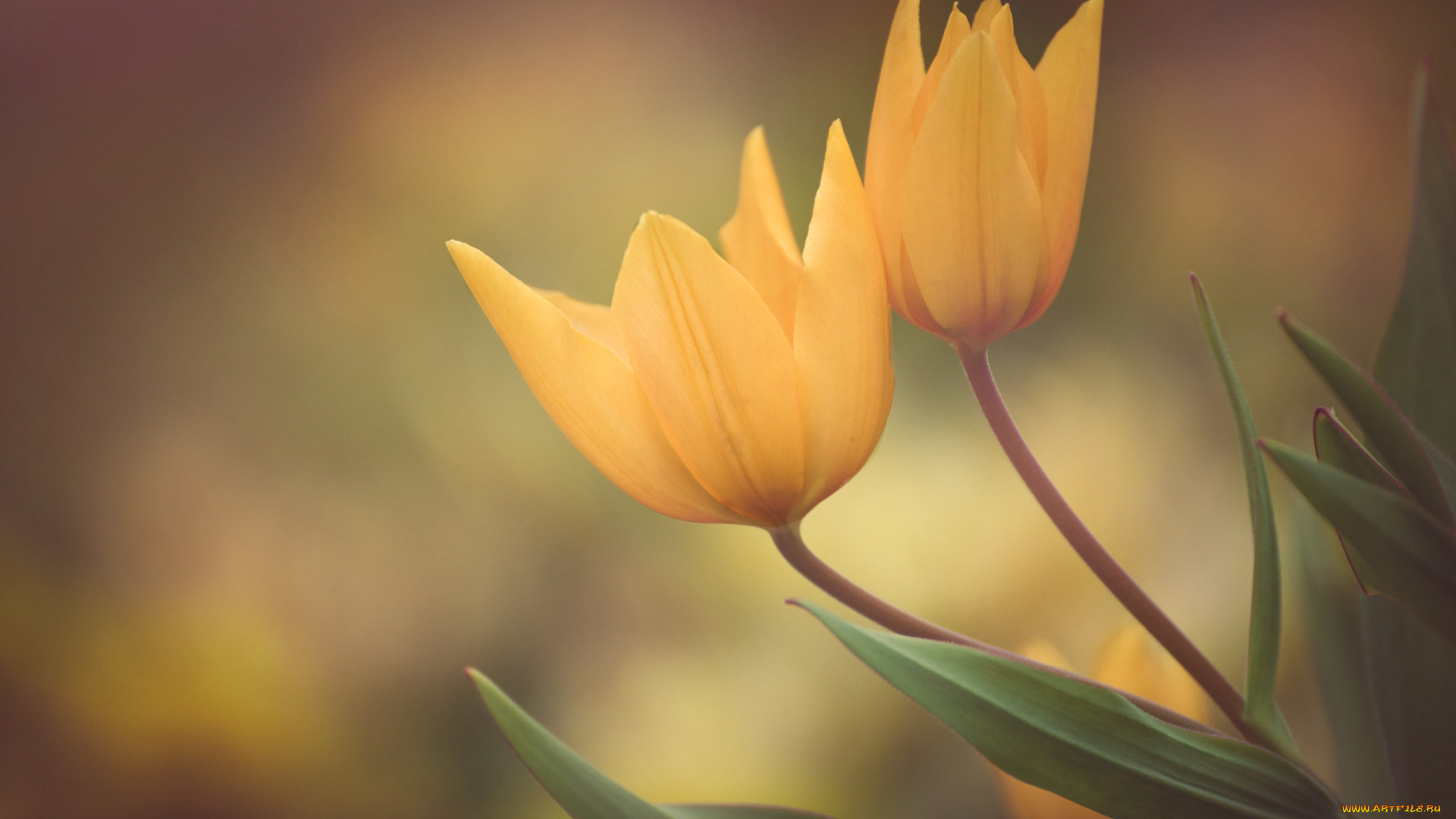 цветы, тюльпаны, цветение, цвет