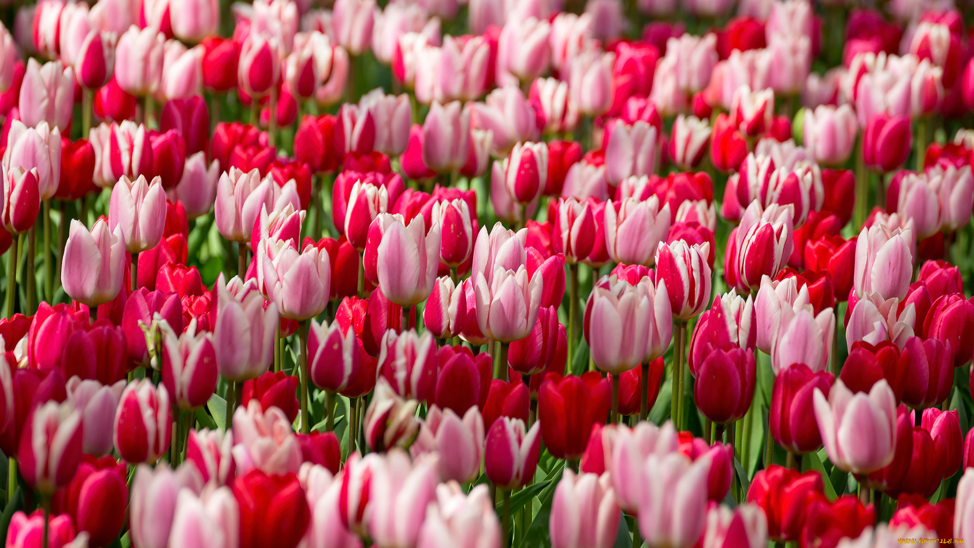 цветы, тюльпаны, цветение, цвет