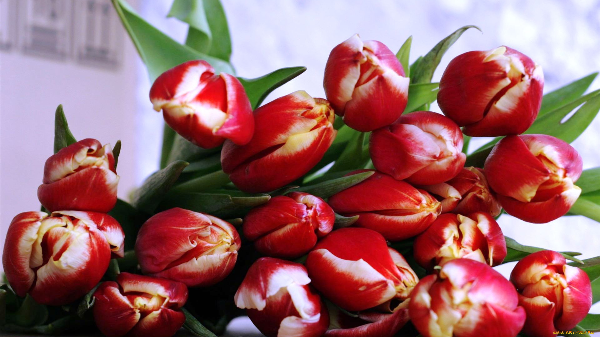 цветы, тюльпаны, красные, букет