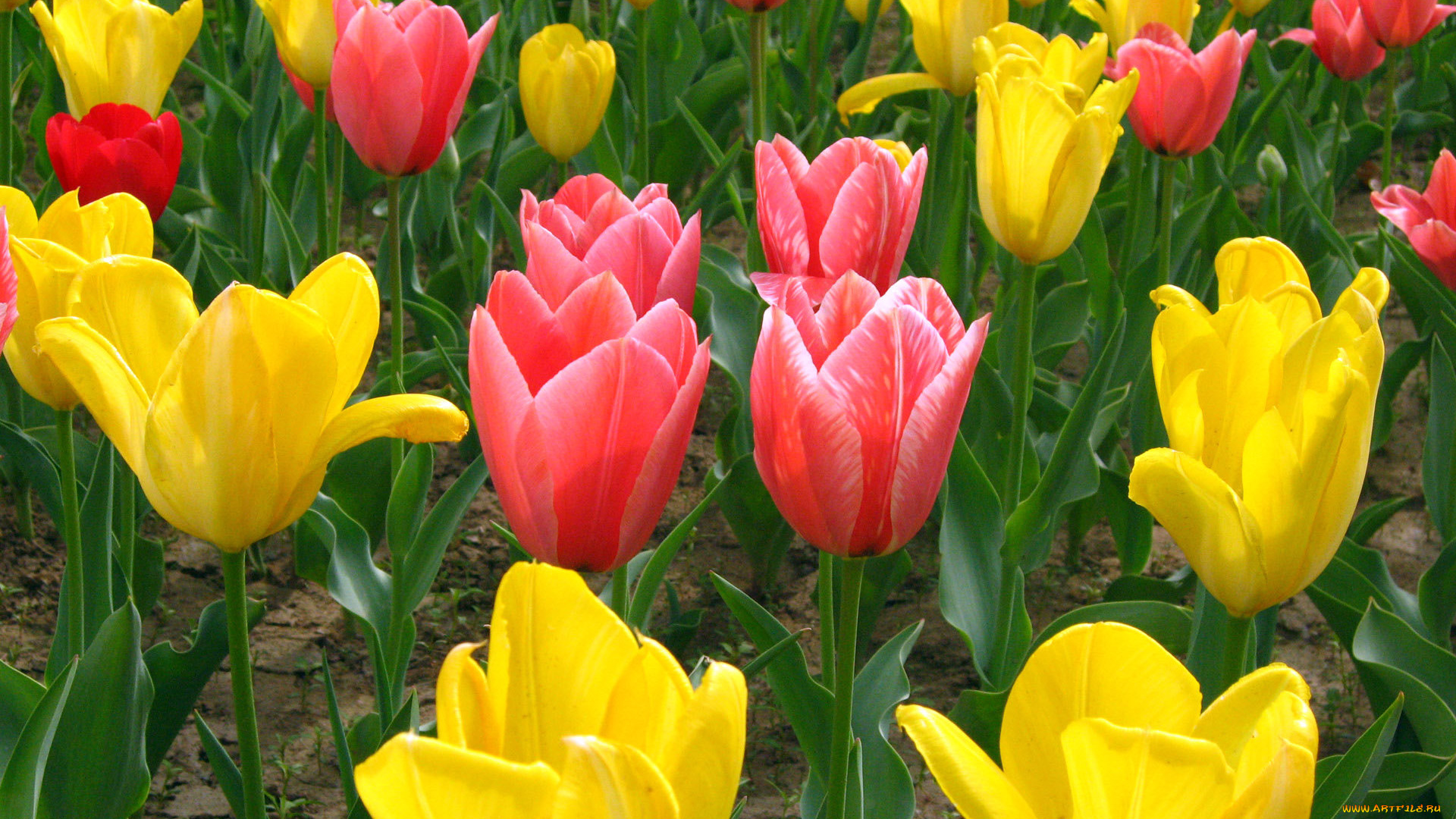 цветы, тюльпаны, красные, желтые, поле