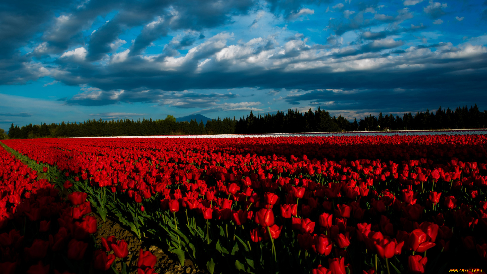 цветы, тюльпаны, красочно, освещение, тени, атмосферно, поле, тюльпановое, ряды, клумбы, лес, облака, тучи, сочно, свет, природа, красные, грядки, алые, контрастно, линии, синева, тюльпановая, ферма, море, цветов, ярко, небо, пейзаж