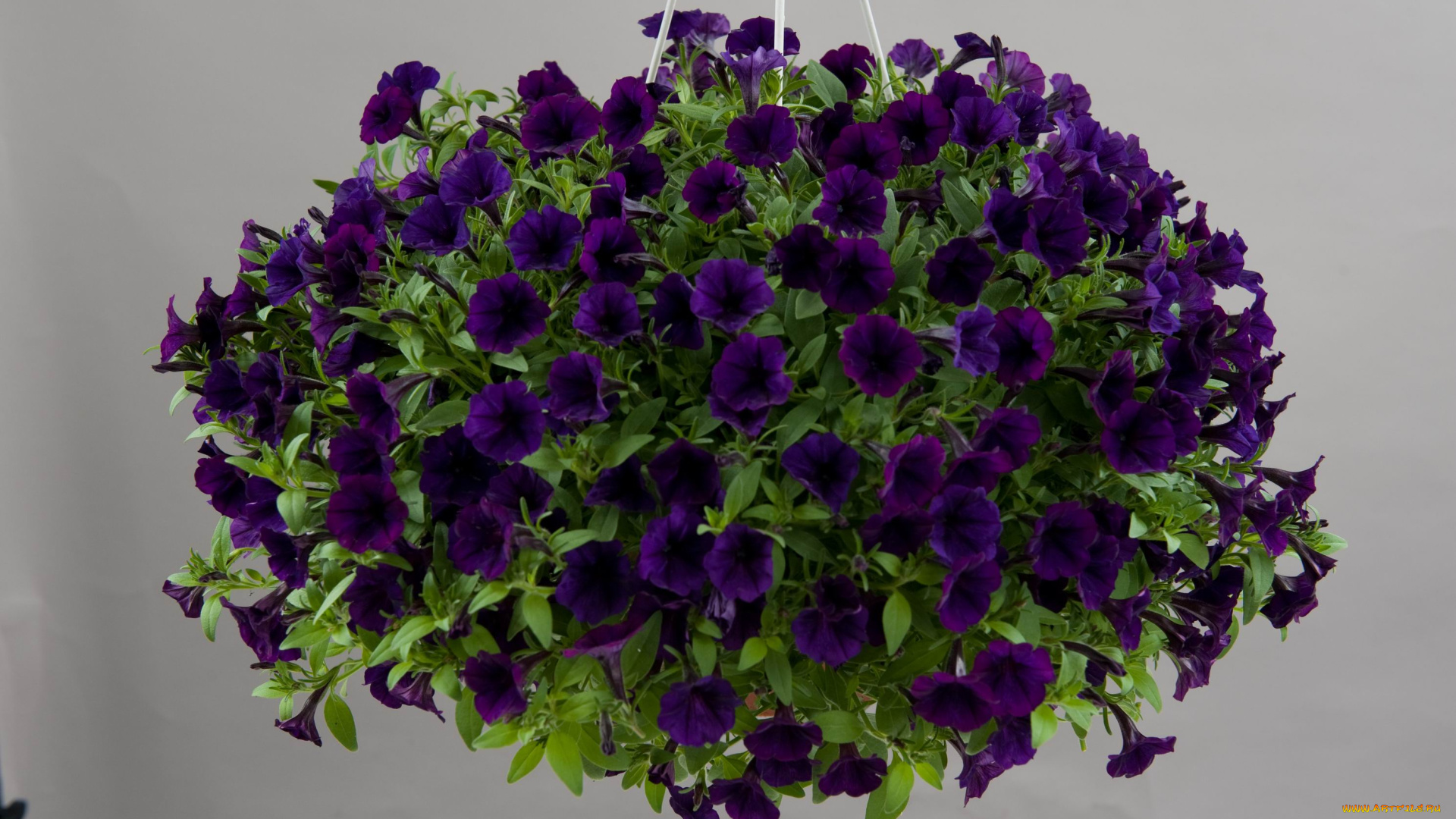 петушка, цветы, петунии, , калибрахоа, цветок