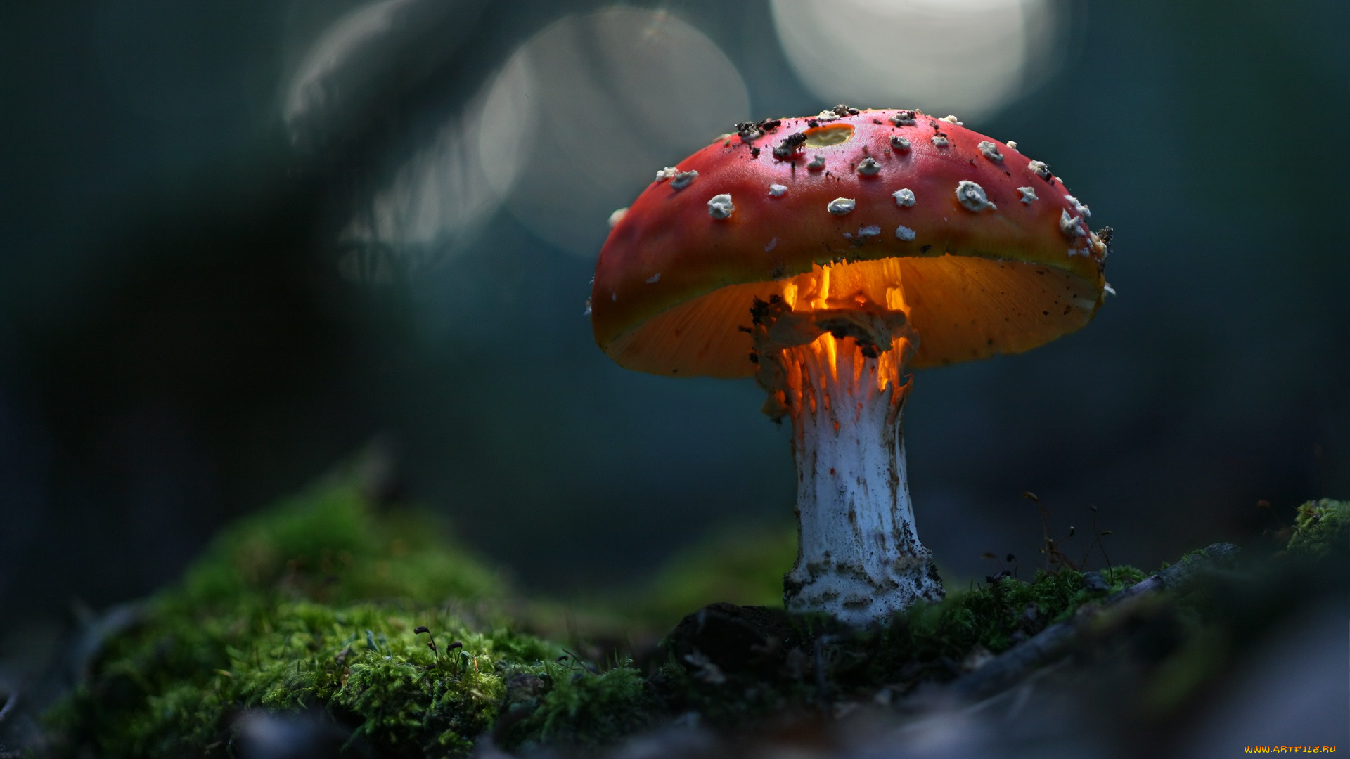 природа, грибы, , мухомор, макро, волшебно, зелень, гриб, мухомор, трава