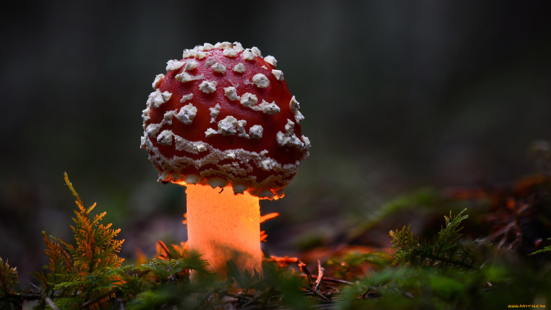 природа, грибы, , мухомор, осень, лес, макро, гриб, мухомор, свет