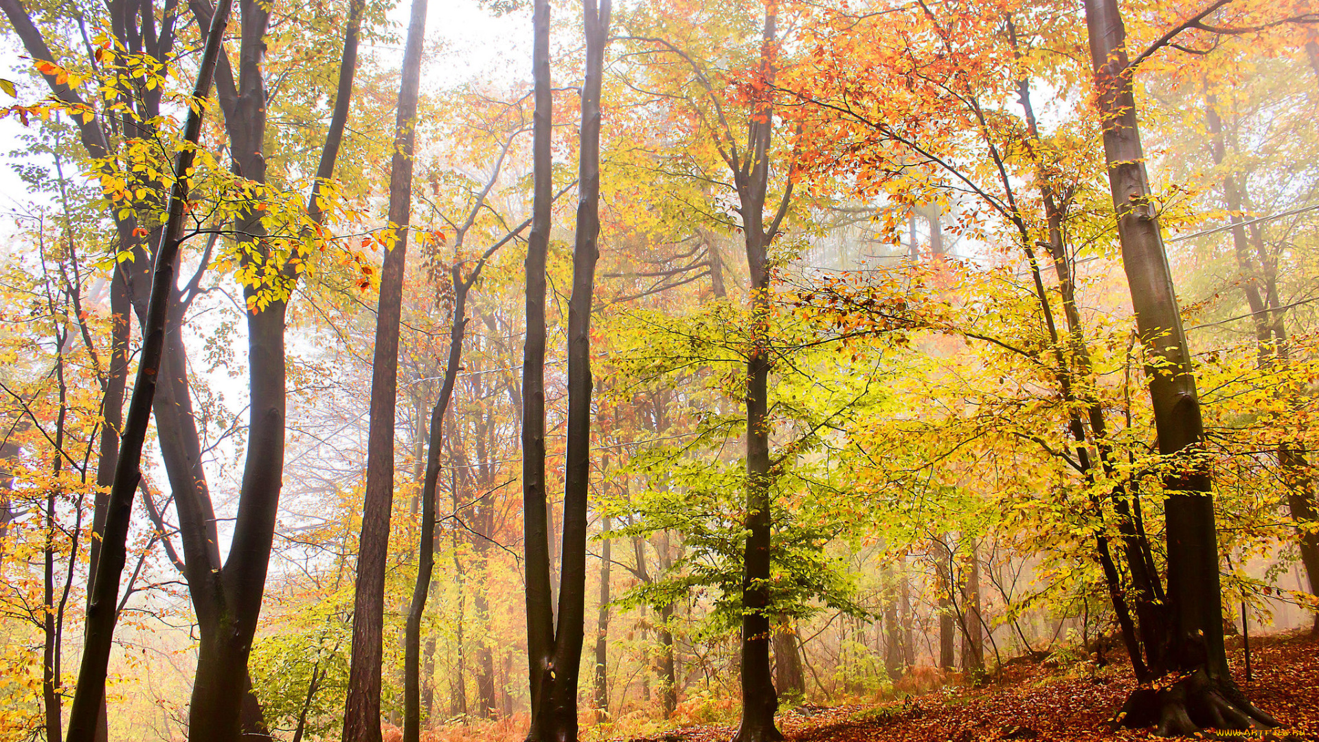 природа, лес, деревья