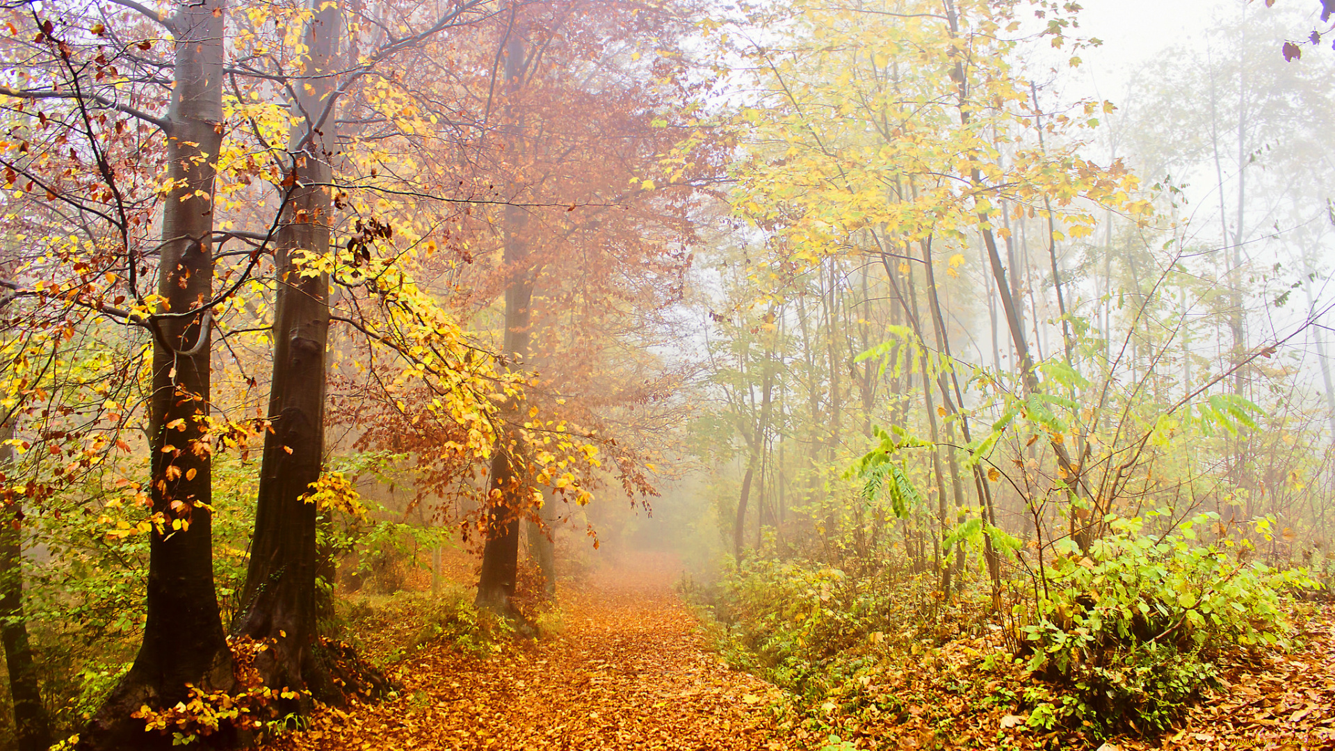 природа, лес, деревья