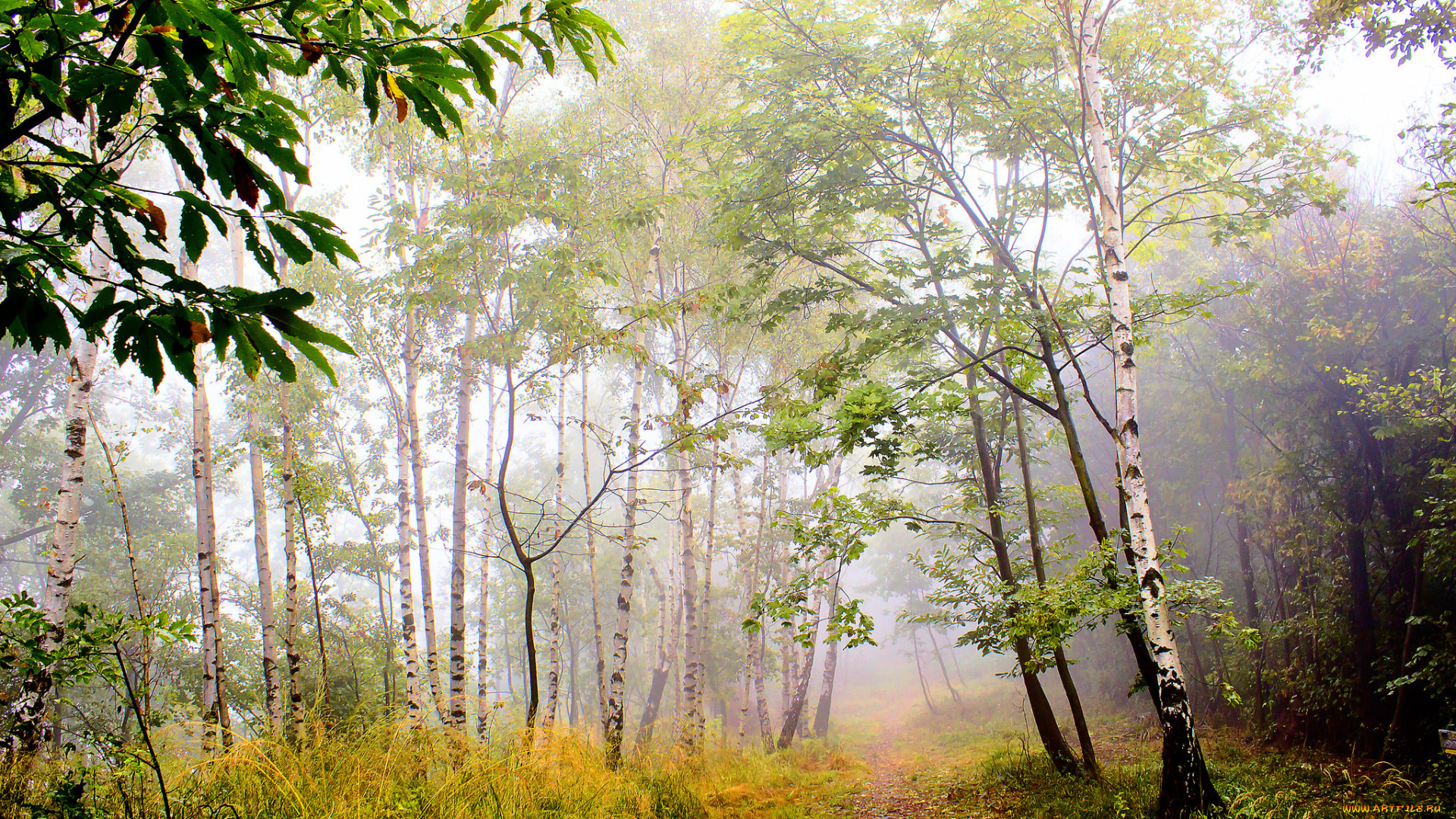 природа, лес, деревья