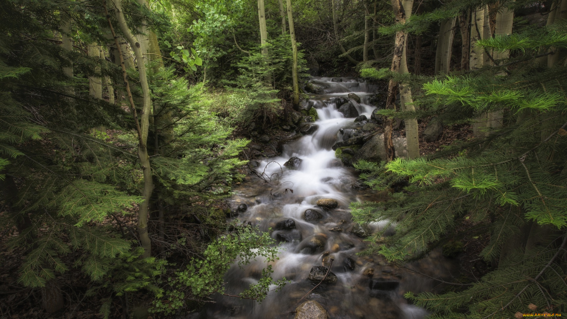 природа, лес, речка