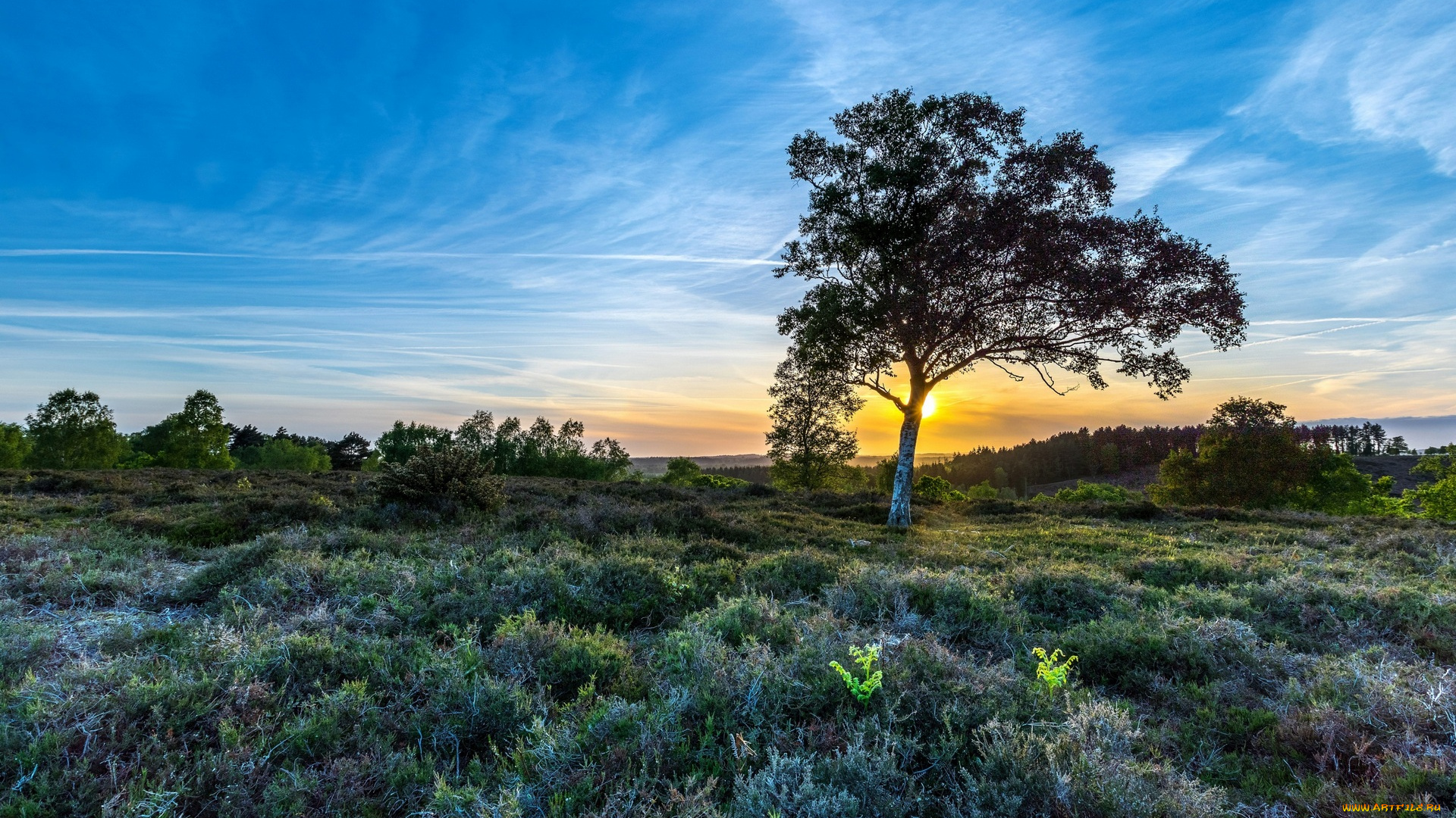 природа, пейзажи, трава, дерево, небо