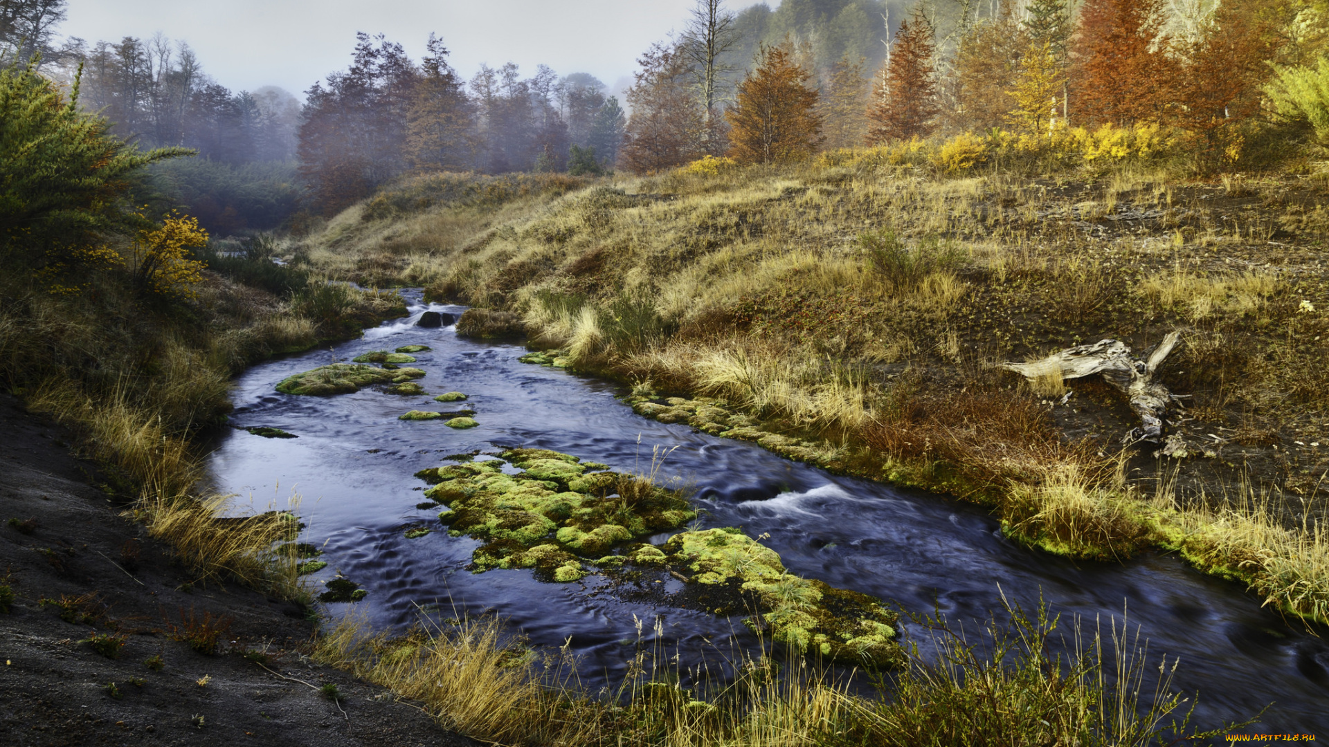 природа, реки, озера, лес, река