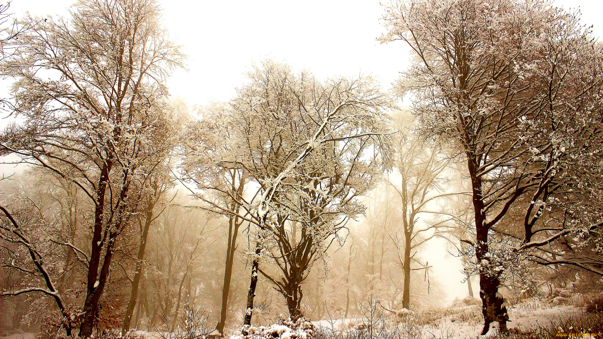 природа, зима, деревья