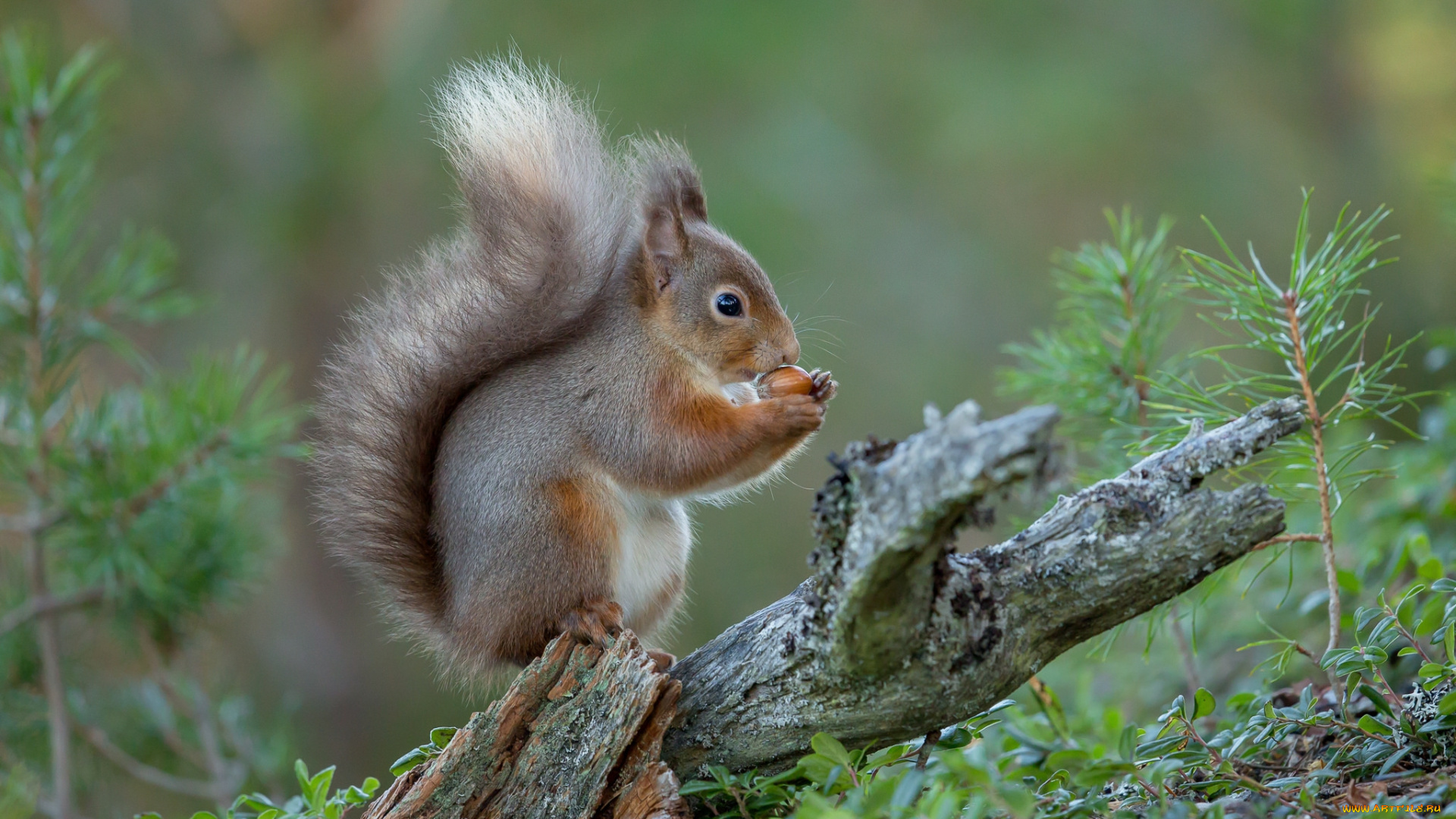 животные, белки, белочка