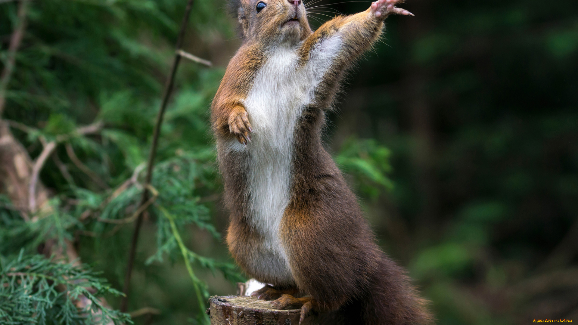 животные, белки, белочка