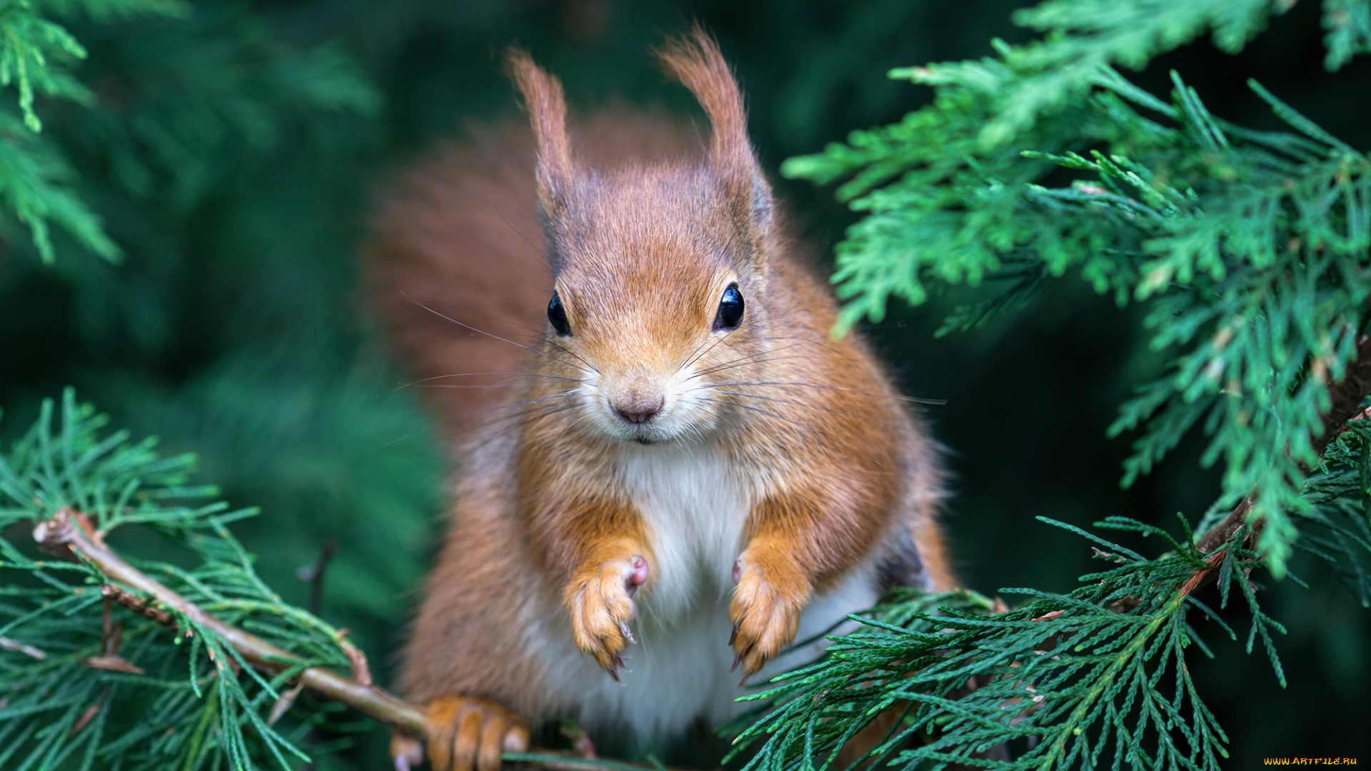 животные, белки, белочка