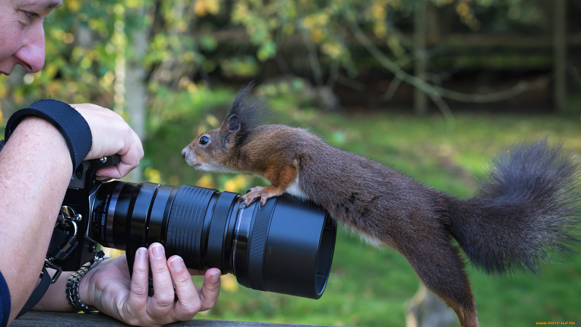 животные, белки, белочка