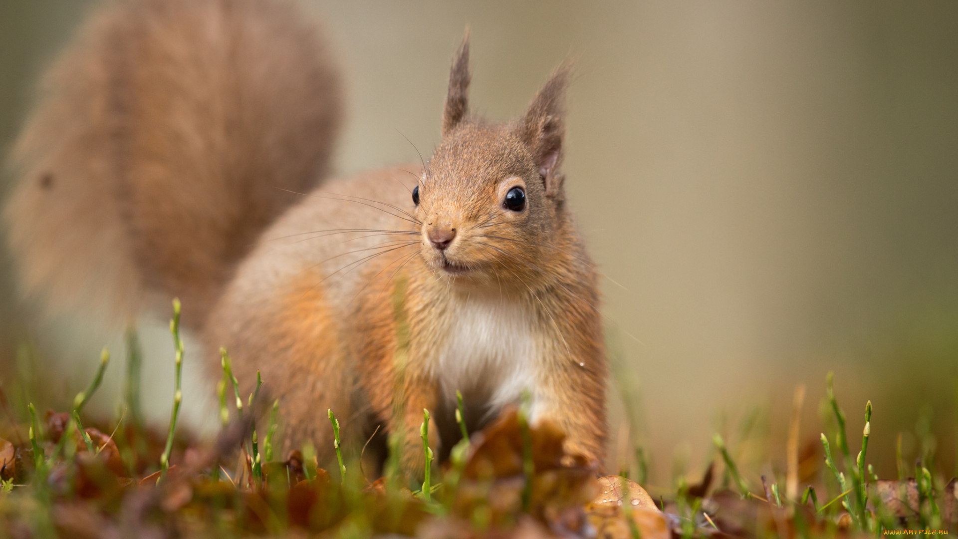 животные, белки, белочка