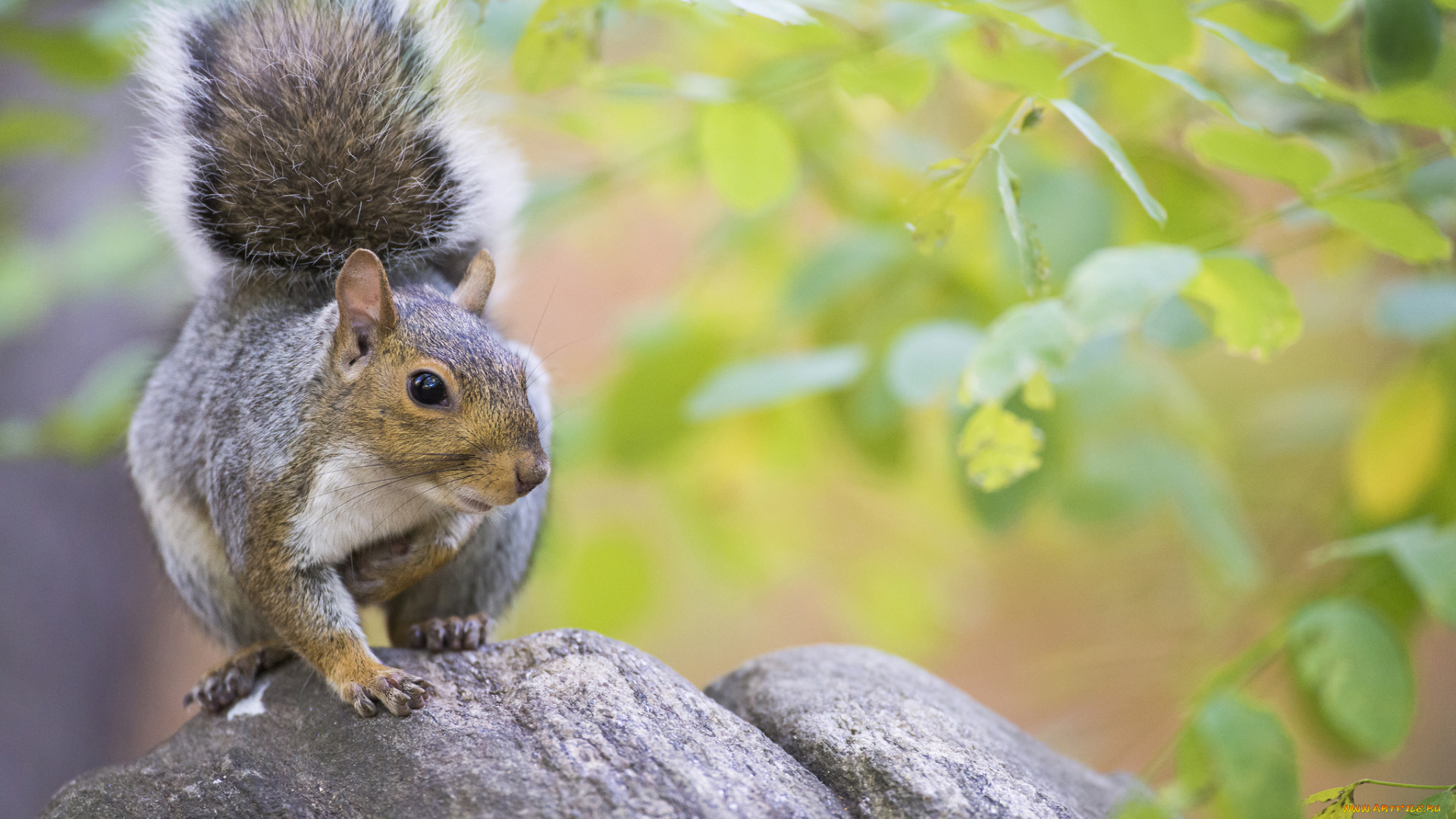 животные, белки, белочка