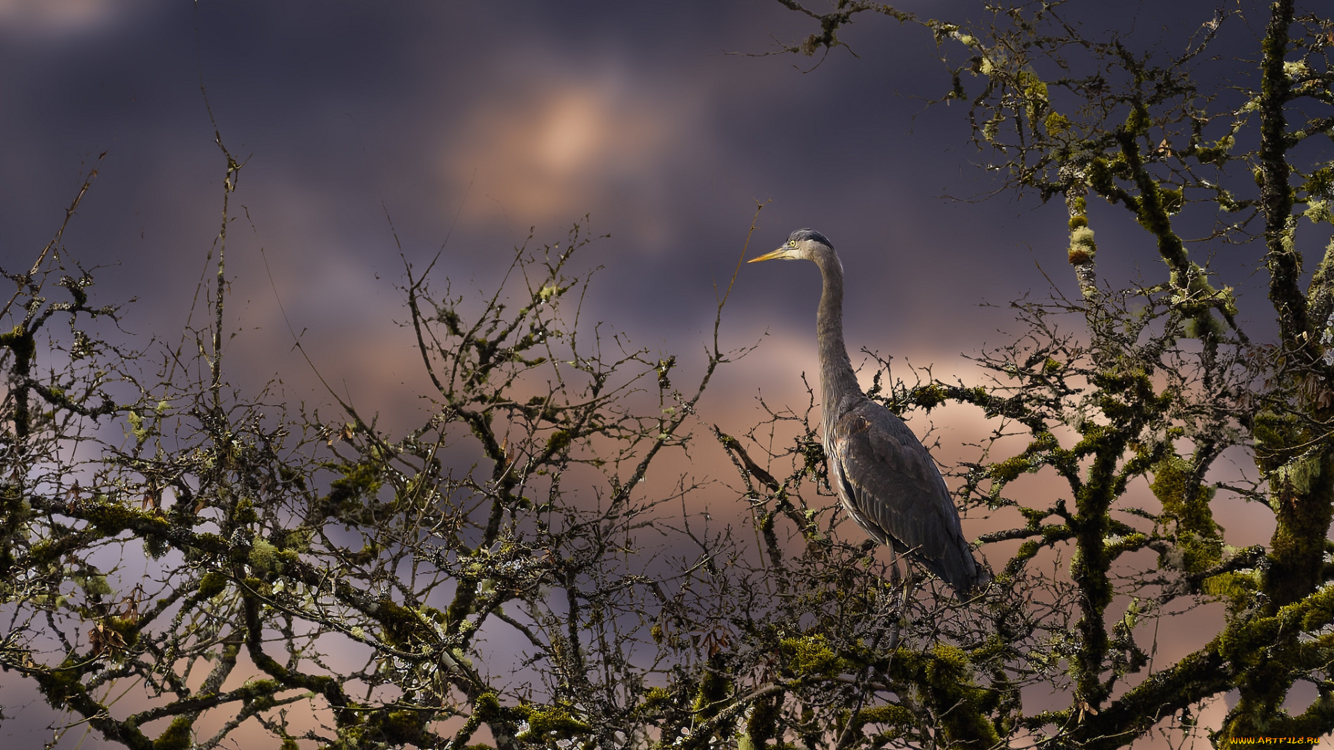 животные, цапли, , выпи, птичка