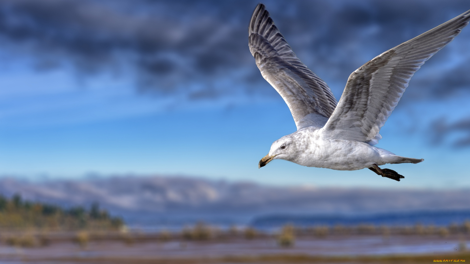 животные, Чайки, , бакланы, , крачки, птичка