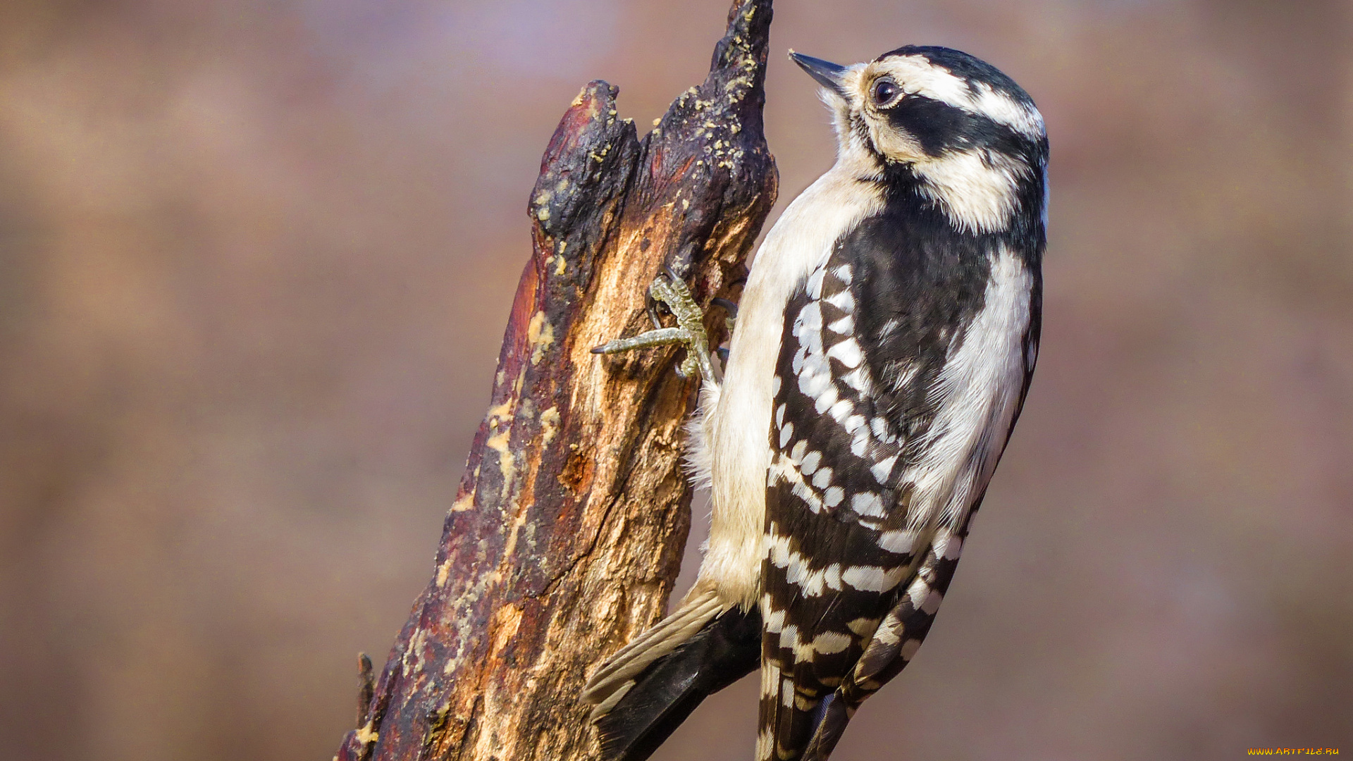 животные, дятлы, птичка