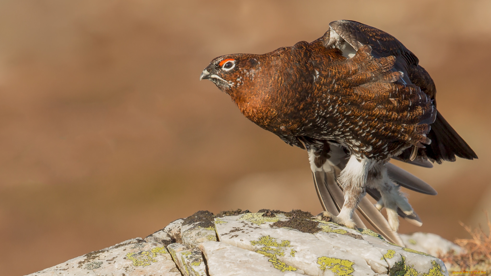 животные, глухари, , тетерева, птичка