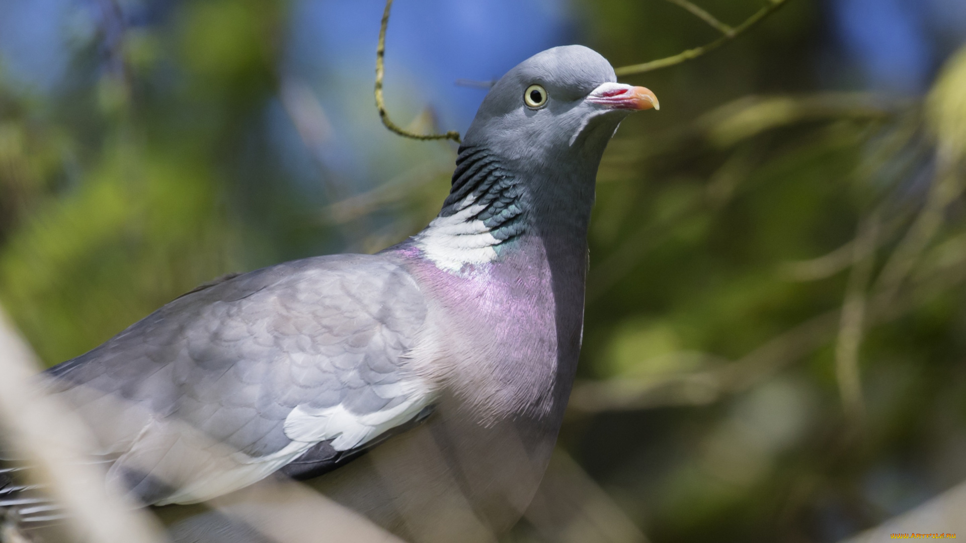 животные, голуби, взгляд, размытый, фон, природа, голубь, птица, ветки, красавчик, портрет