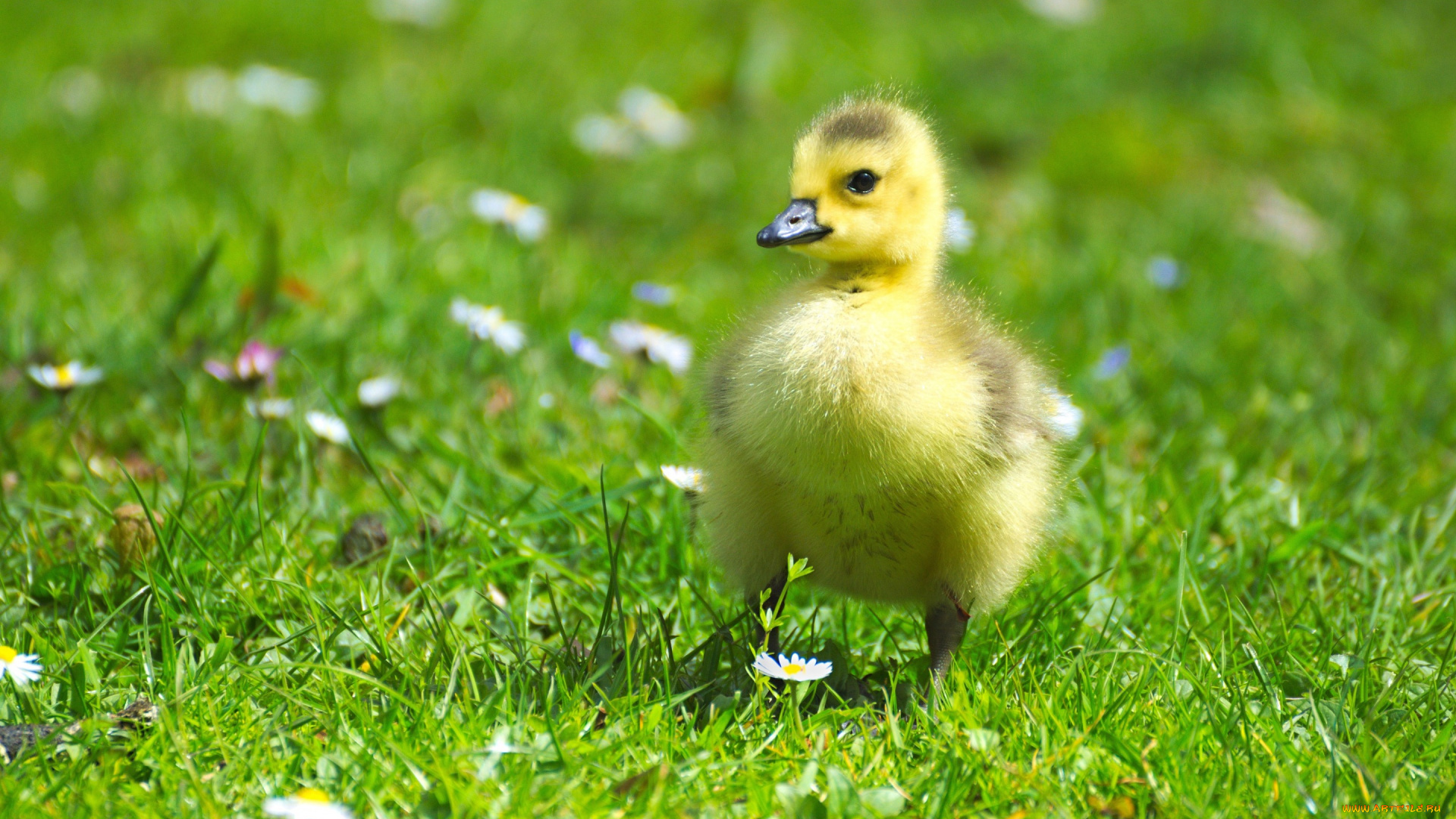 животные, гуси, маленький, цветы, поле, зелень, лужайка, гусенок, желтый, птенец, пушистик, птицы, малыш, гусь, гусёнок, лето, луг, ромашки, трава, весна